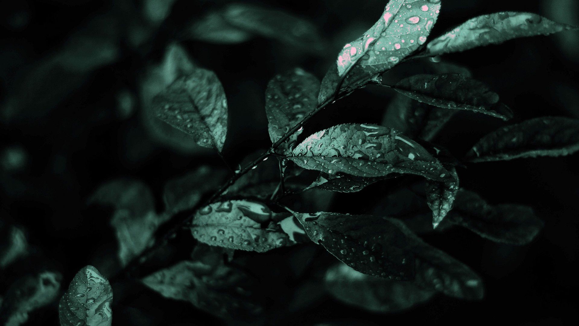 Leaves With Water Droplets HD Black Aesthetic Wallpaper