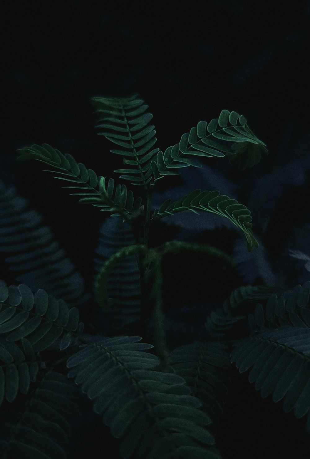 Green ferns in the dark - Dark phone