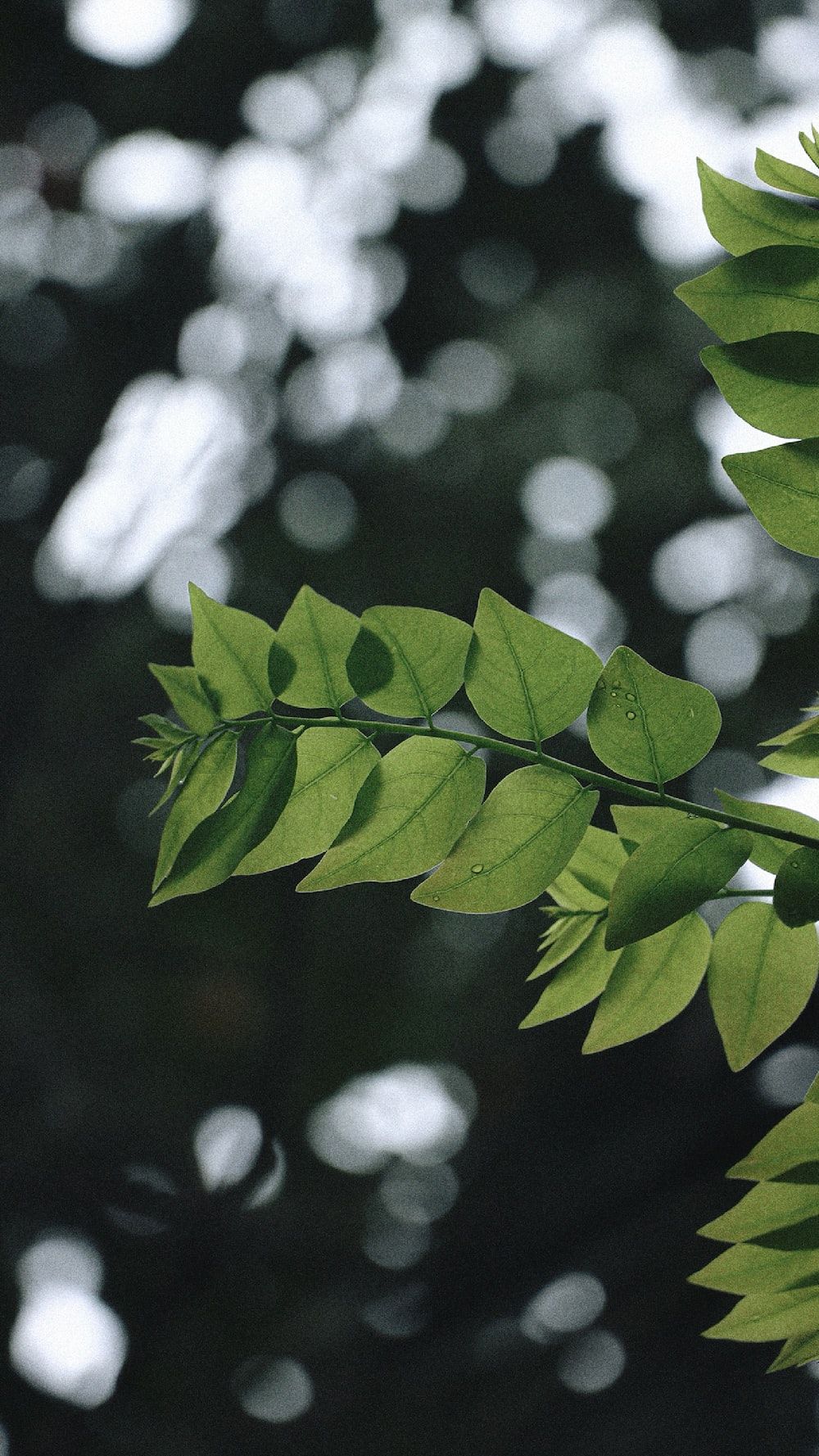 green leaves in tilt shift lens photo
