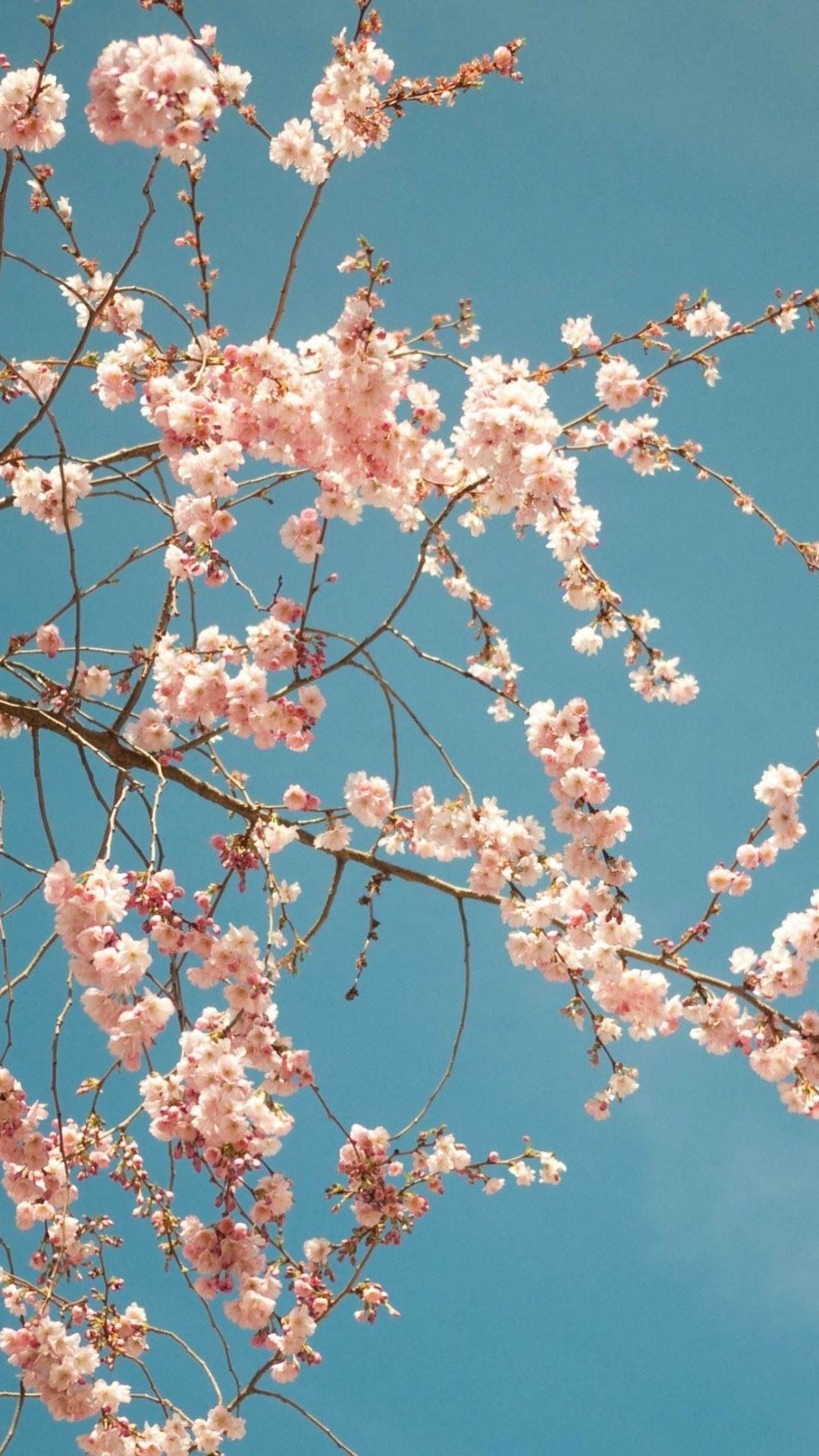 A beautiful wallpaper of cherry blossoms on a blue sky background - Cherry blossom