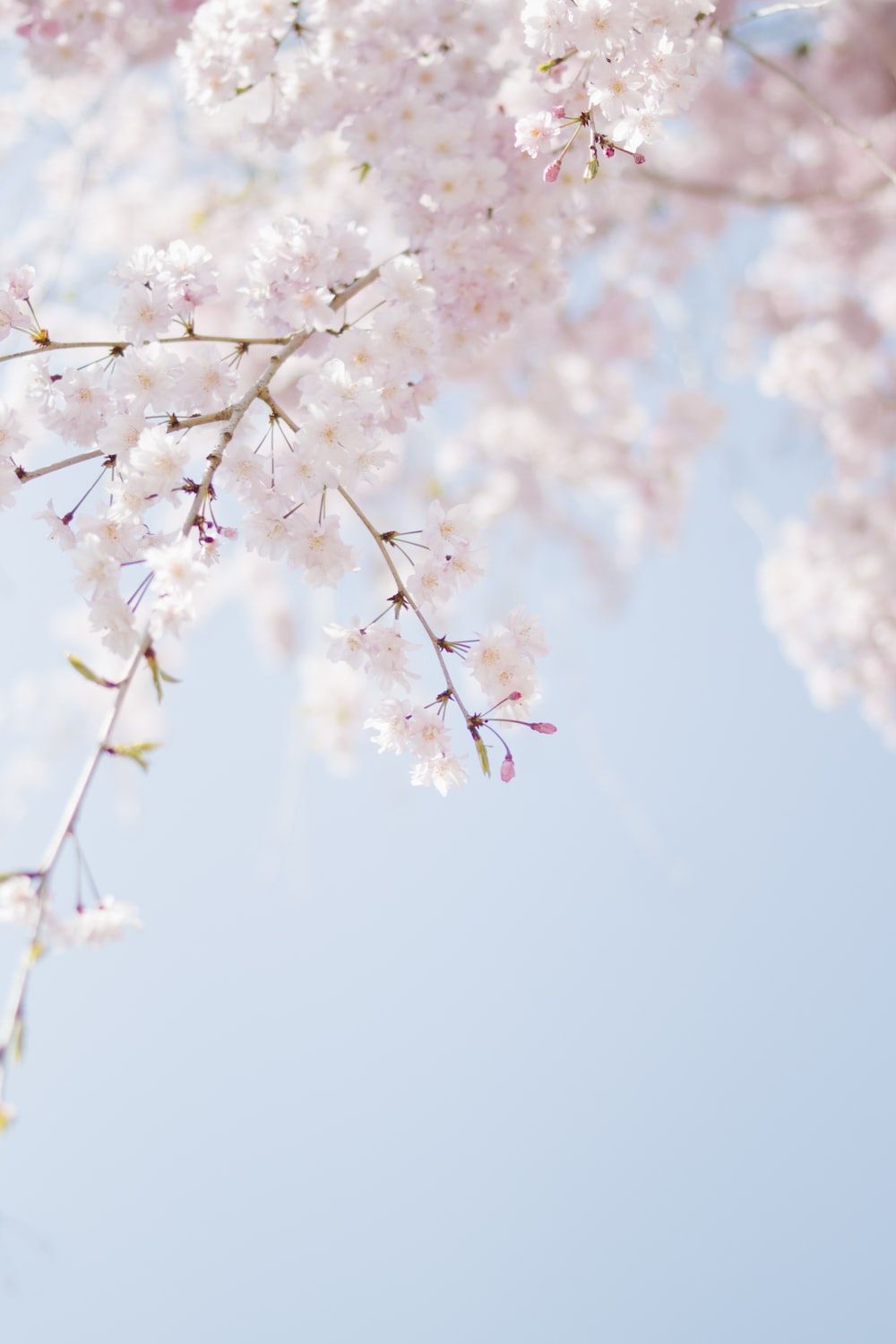 Cherry blossoms against a blue sky - Cherry blossom, spring, cherry