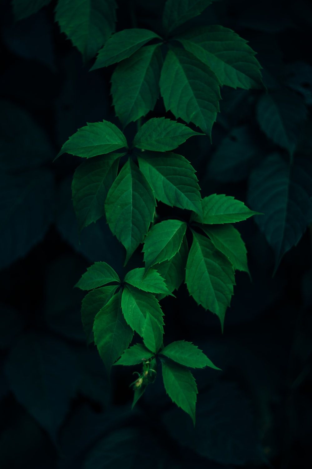 Green leaves on a black background - Dark green, leaves