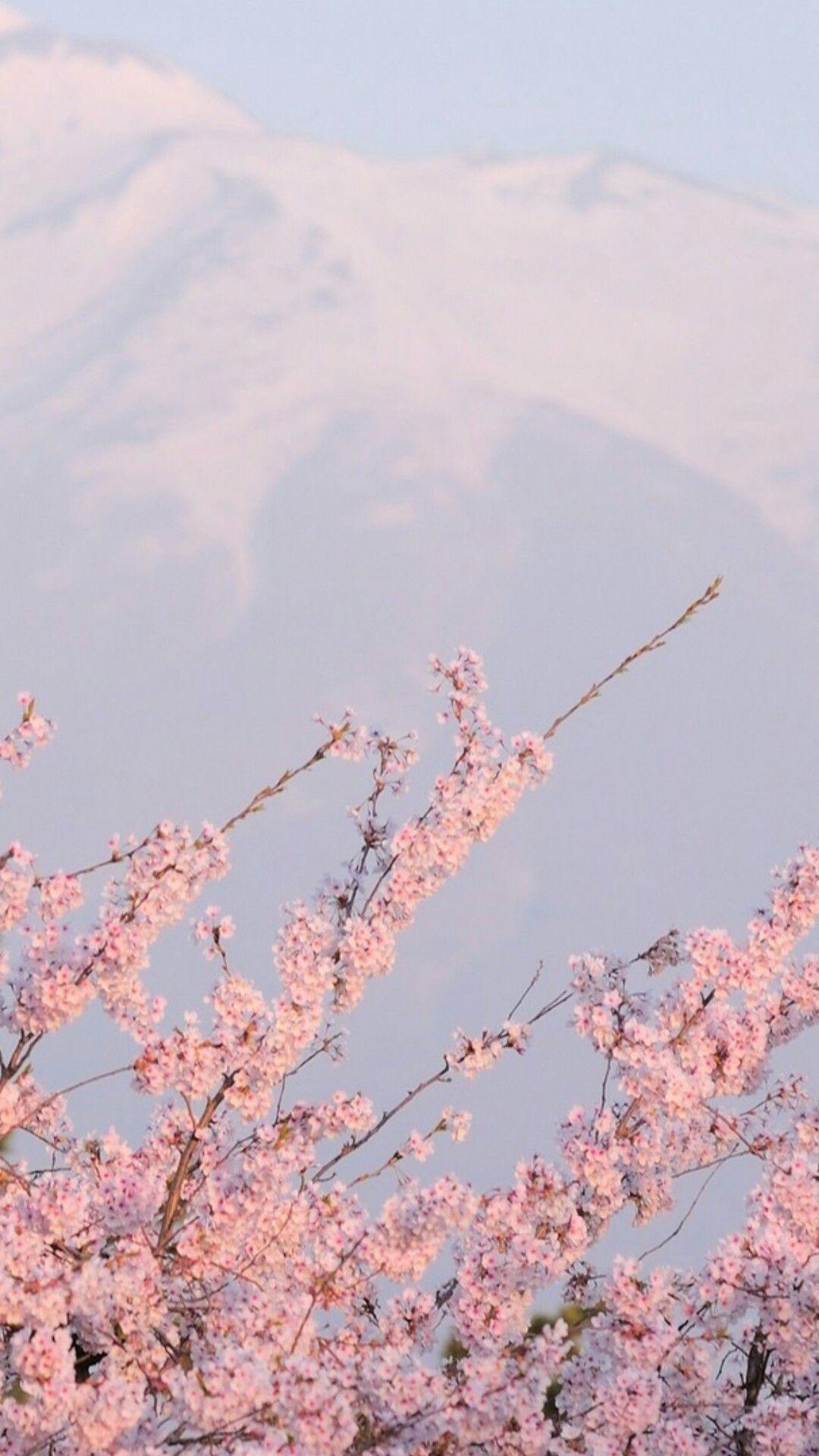 Aesthetic background of cherry blossoms in front of a mountain - Cherry blossom