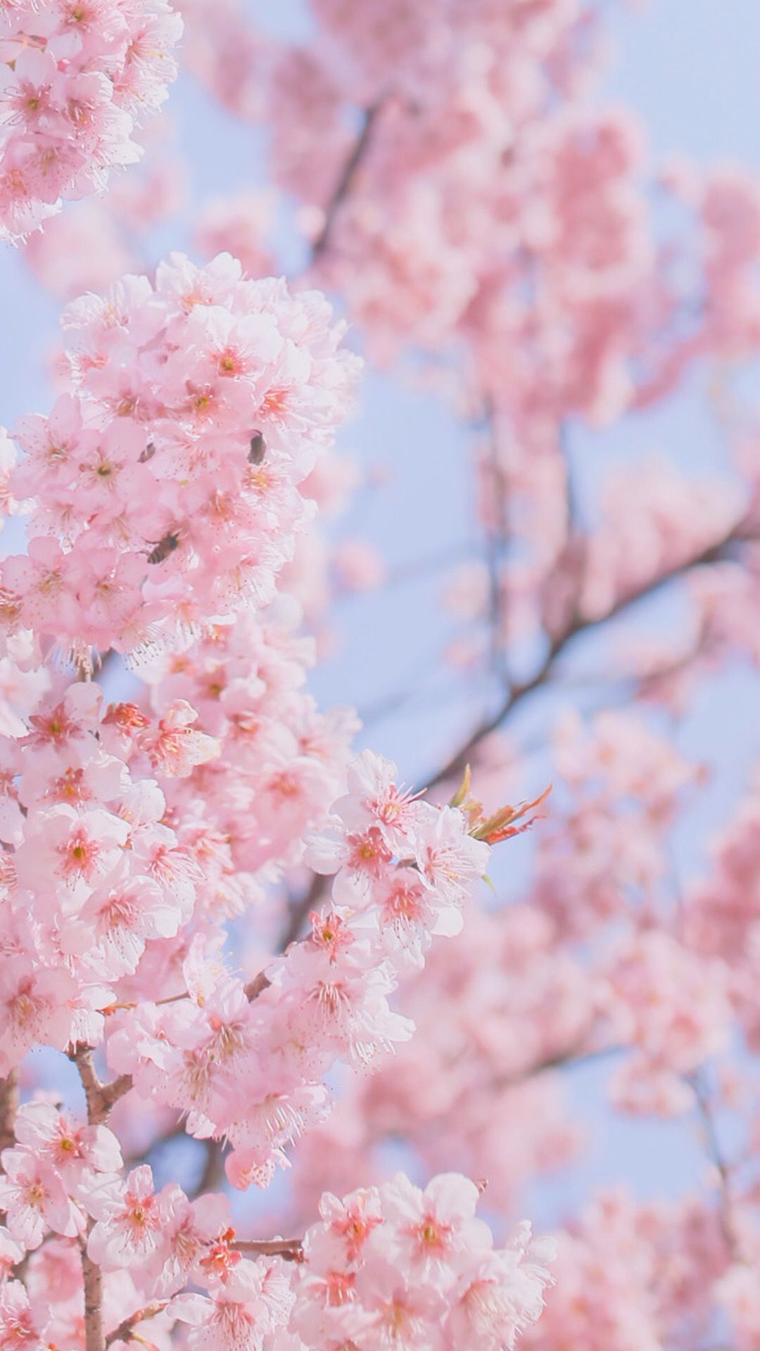 A close up of pink flowers on a tree - Cherry blossom