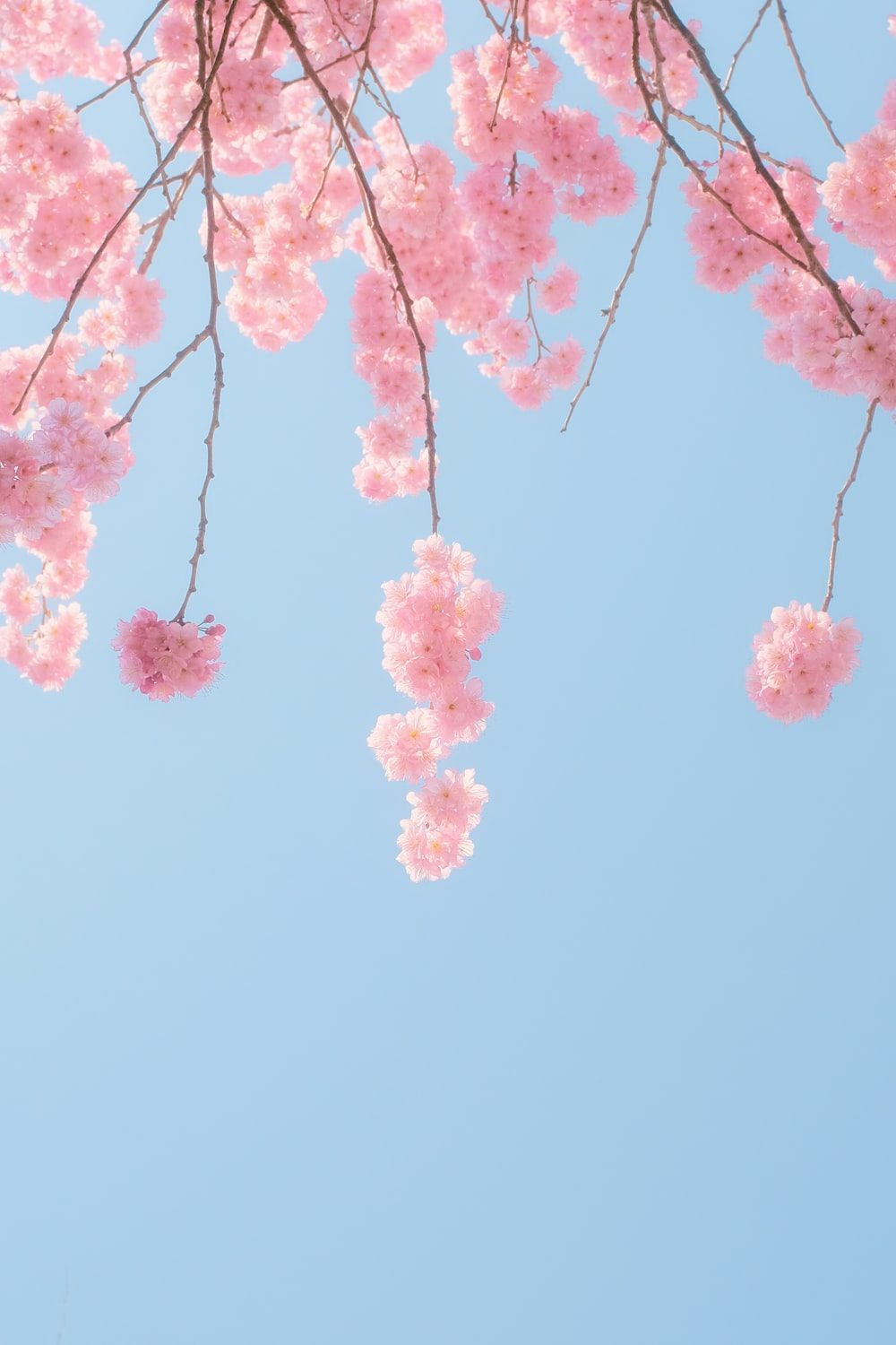 Pink flowers on a tree branch against a blue sky - Cherry blossom, cherry