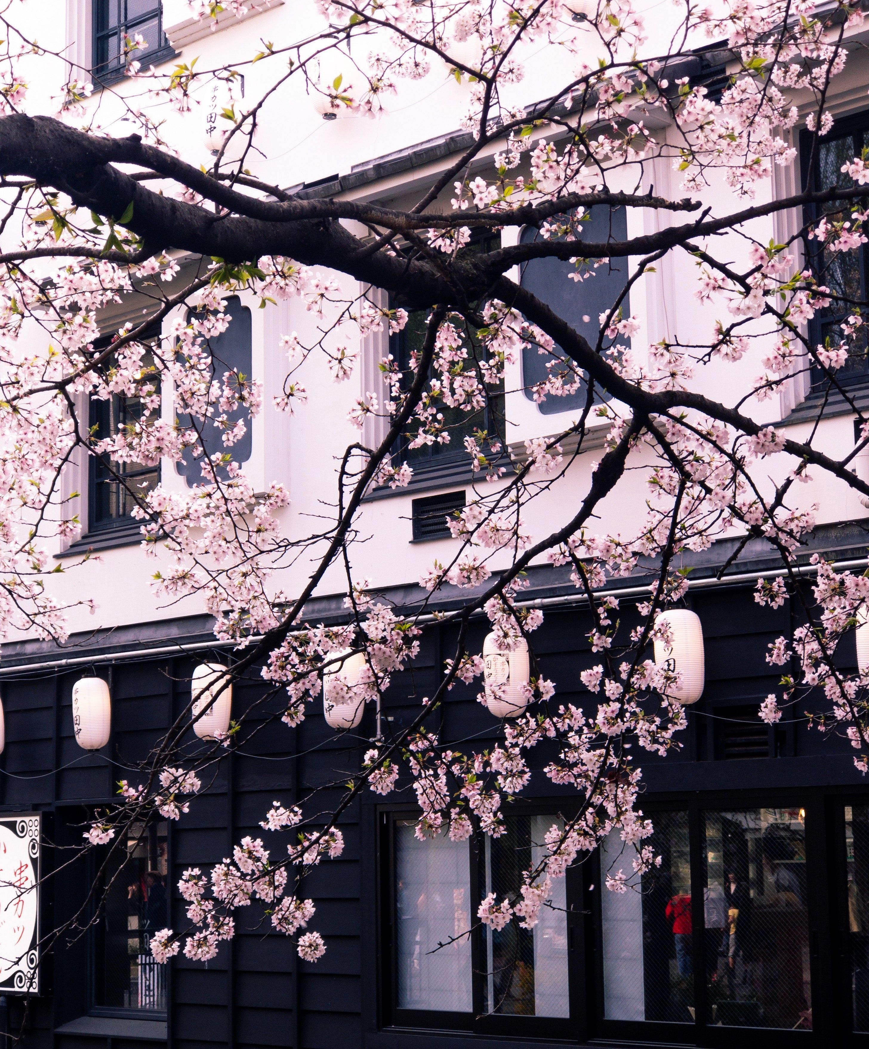 Cherry blossoms in bloom in front of a building - Cherry blossom