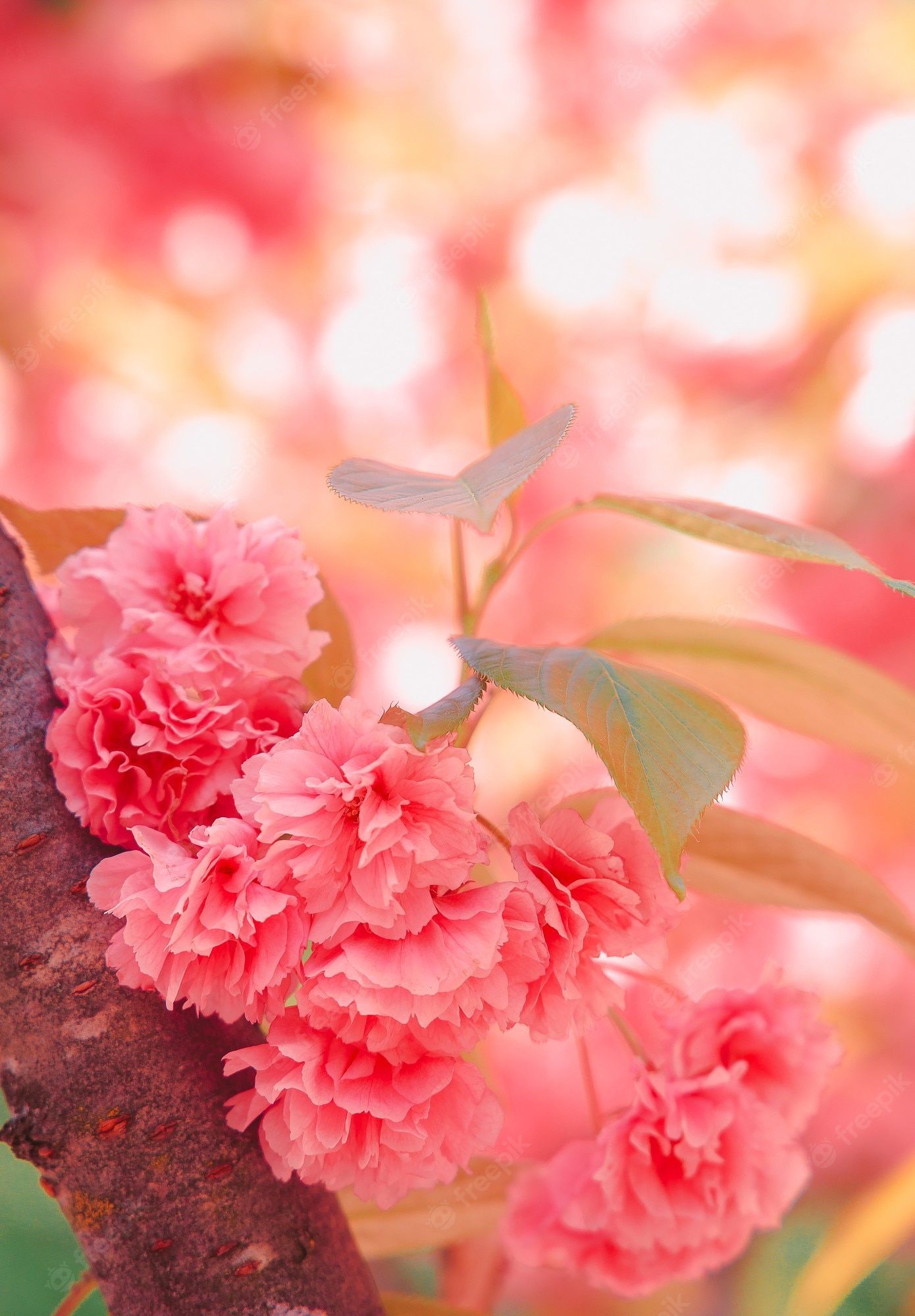 Premium Photo. Fashion aesthetics wallpaper. pink flowers. cherry blossom tree