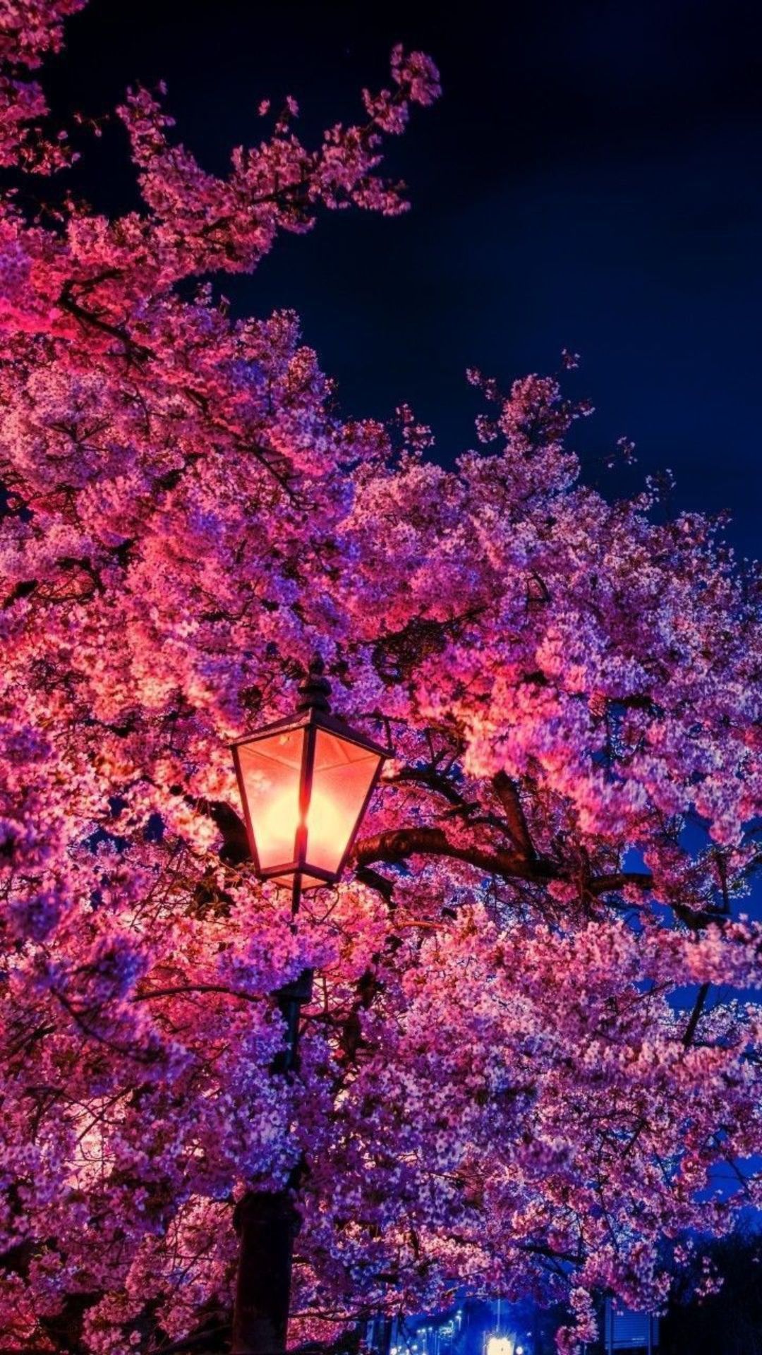 A street lamp in the middle of cherry blossom trees - Cherry blossom, cherry