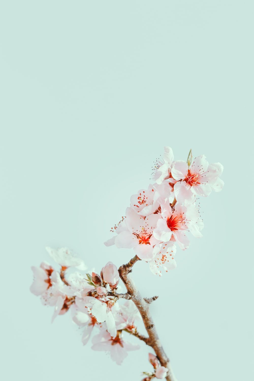 A branch with pink flowers on it - Cherry blossom