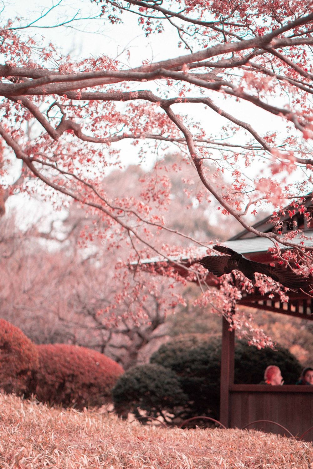 A tree with pink flowers in the background - Cherry blossom