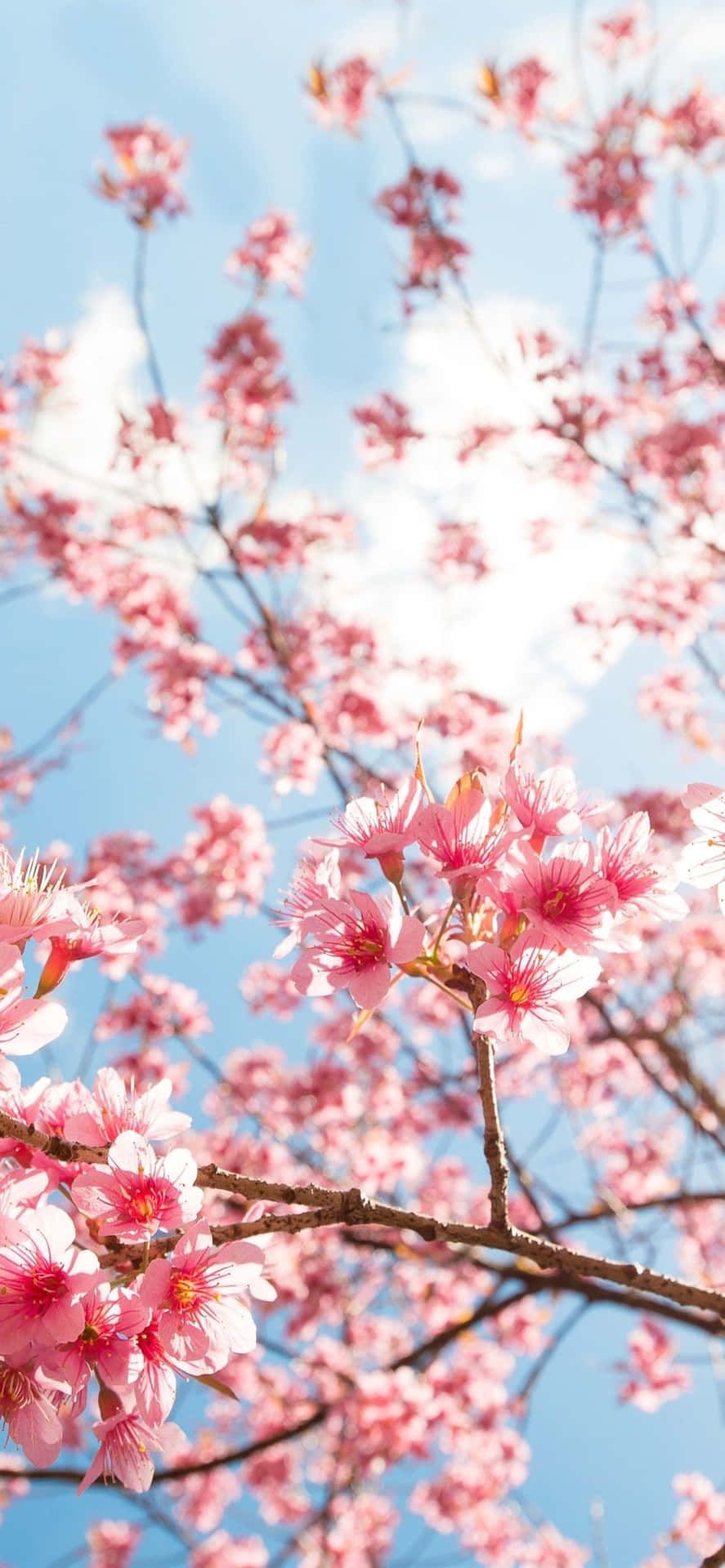 A branch of cherry blossoms with a blue sky in the background - Cherry blossom