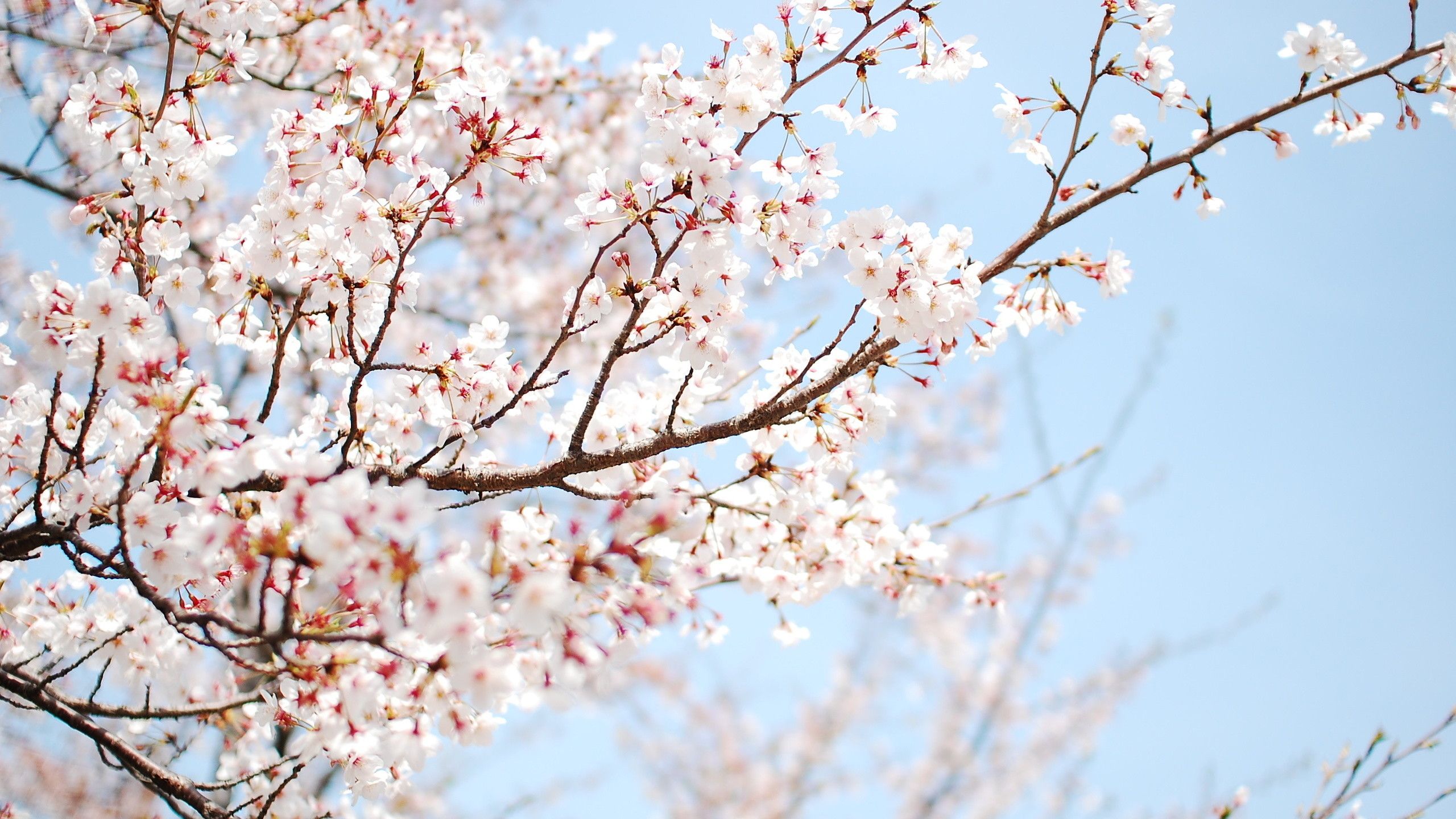 A tree with white flowers on it - Cherry blossom
