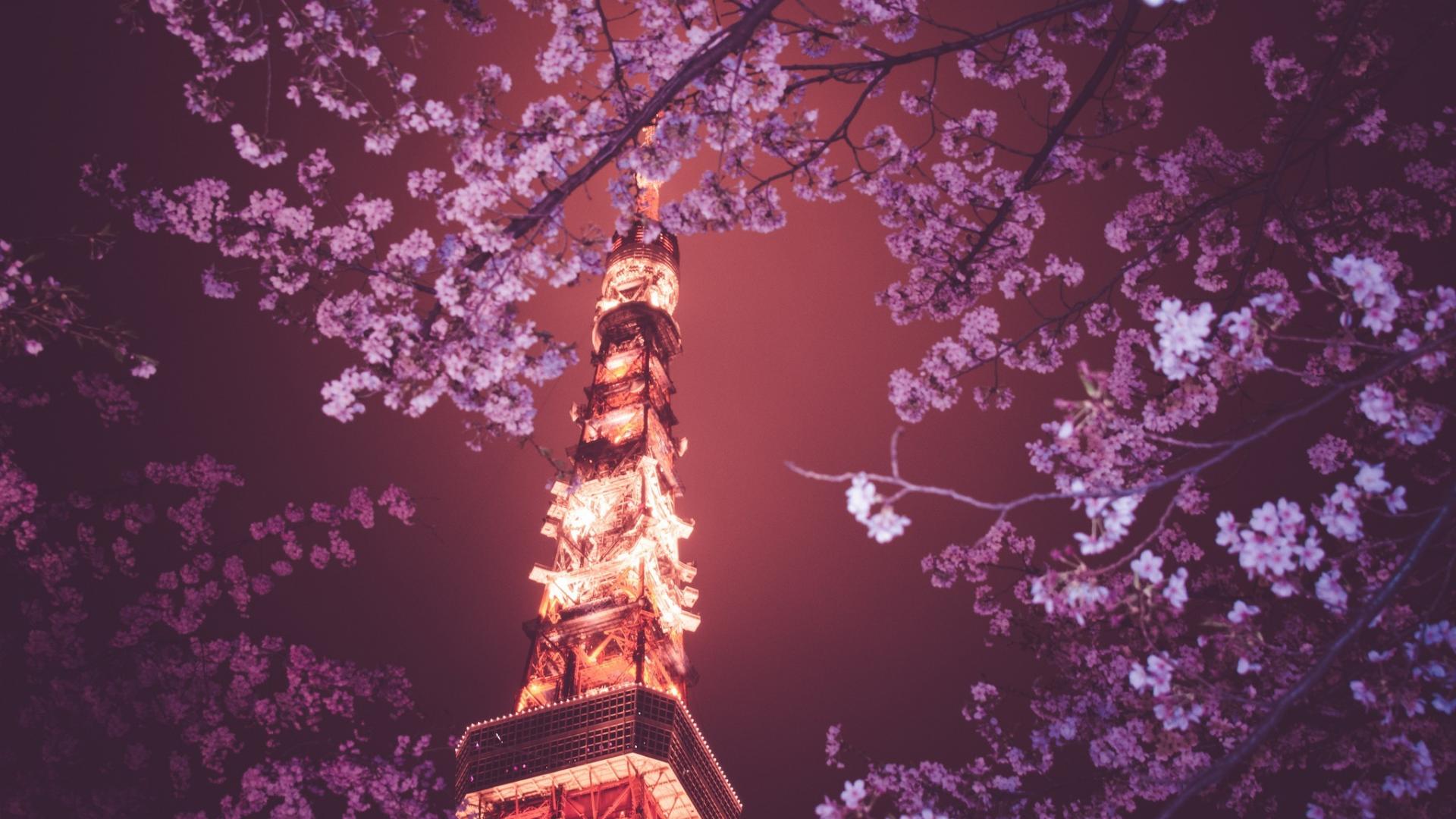 Tokyo Tower and cherry blossoms in the night - Cherry blossom