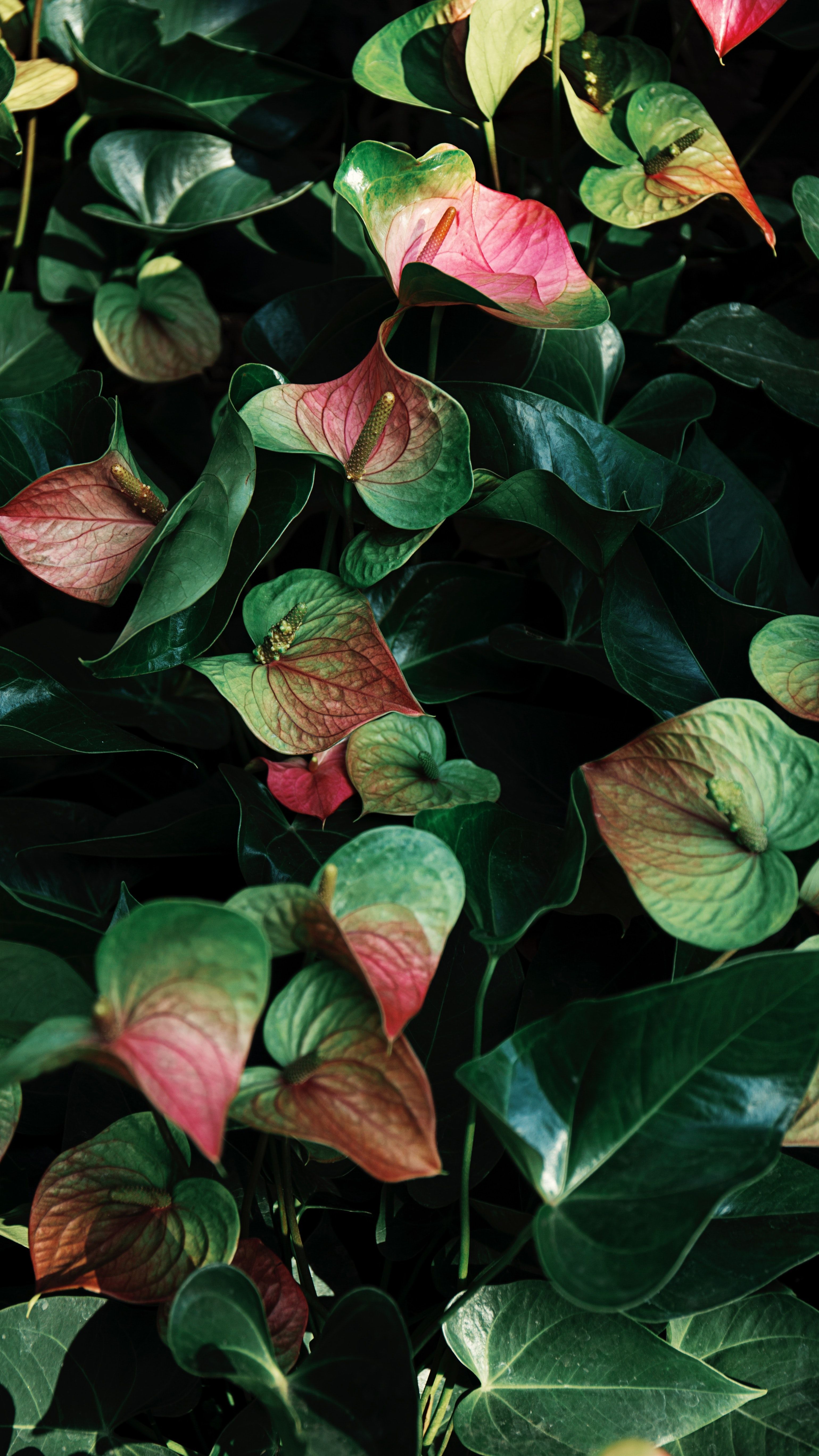 HD desktop wallpaper: Flowers, Leaves, Plant, Anthurium, Veins download free picture