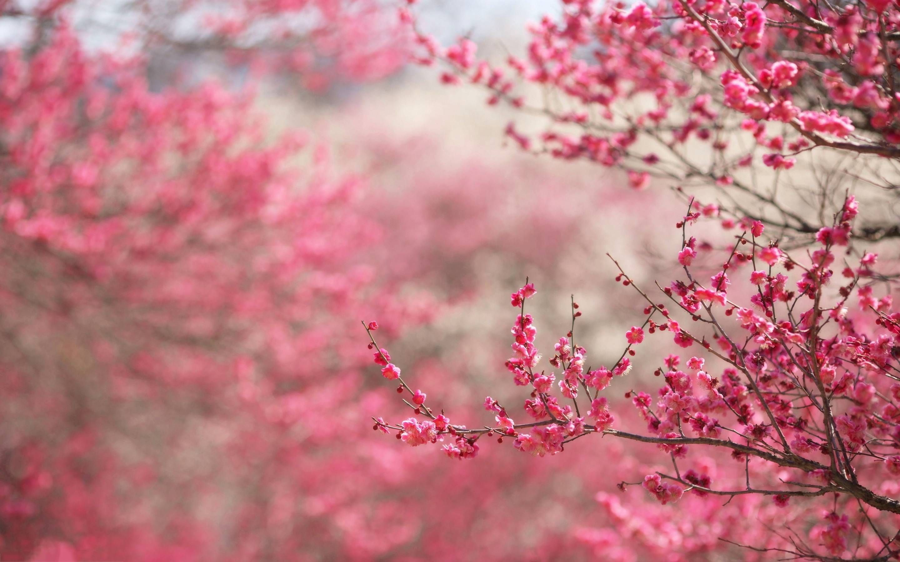 A branch of pink flowers - Cherry blossom, cherry