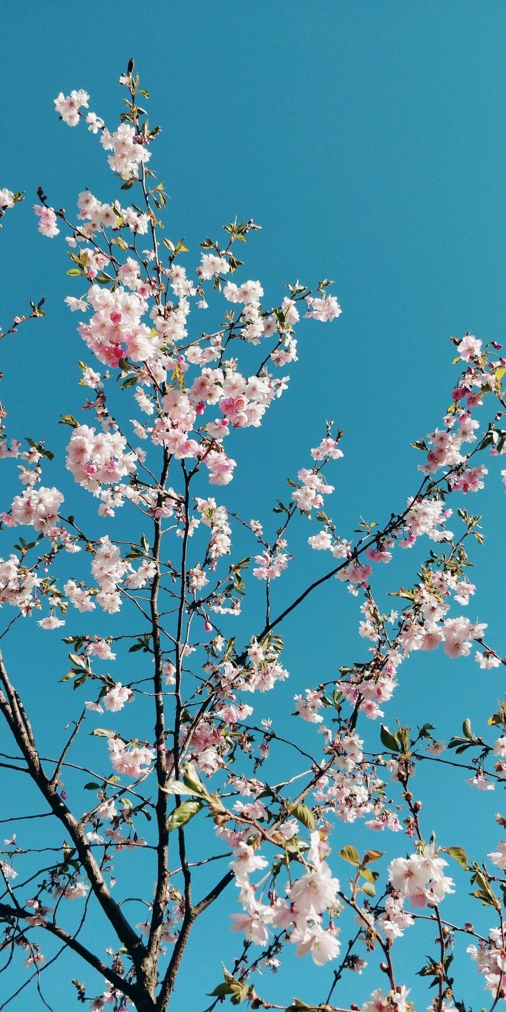 A tree with pink flowers in front of a blue sky - Cherry blossom