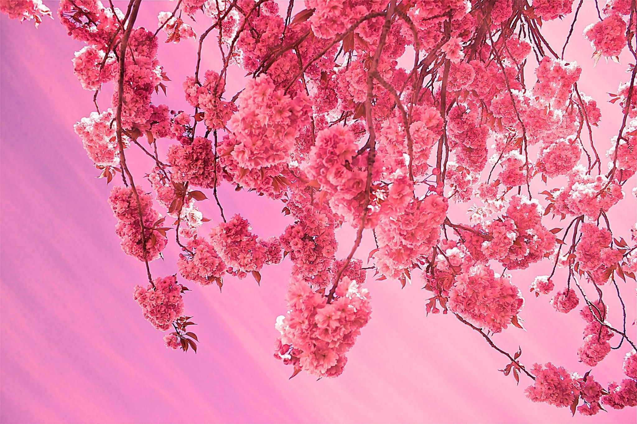 2048x1365 cherry blossom HD widescreen wallpaper for desktop Gallery HD Wallpaper