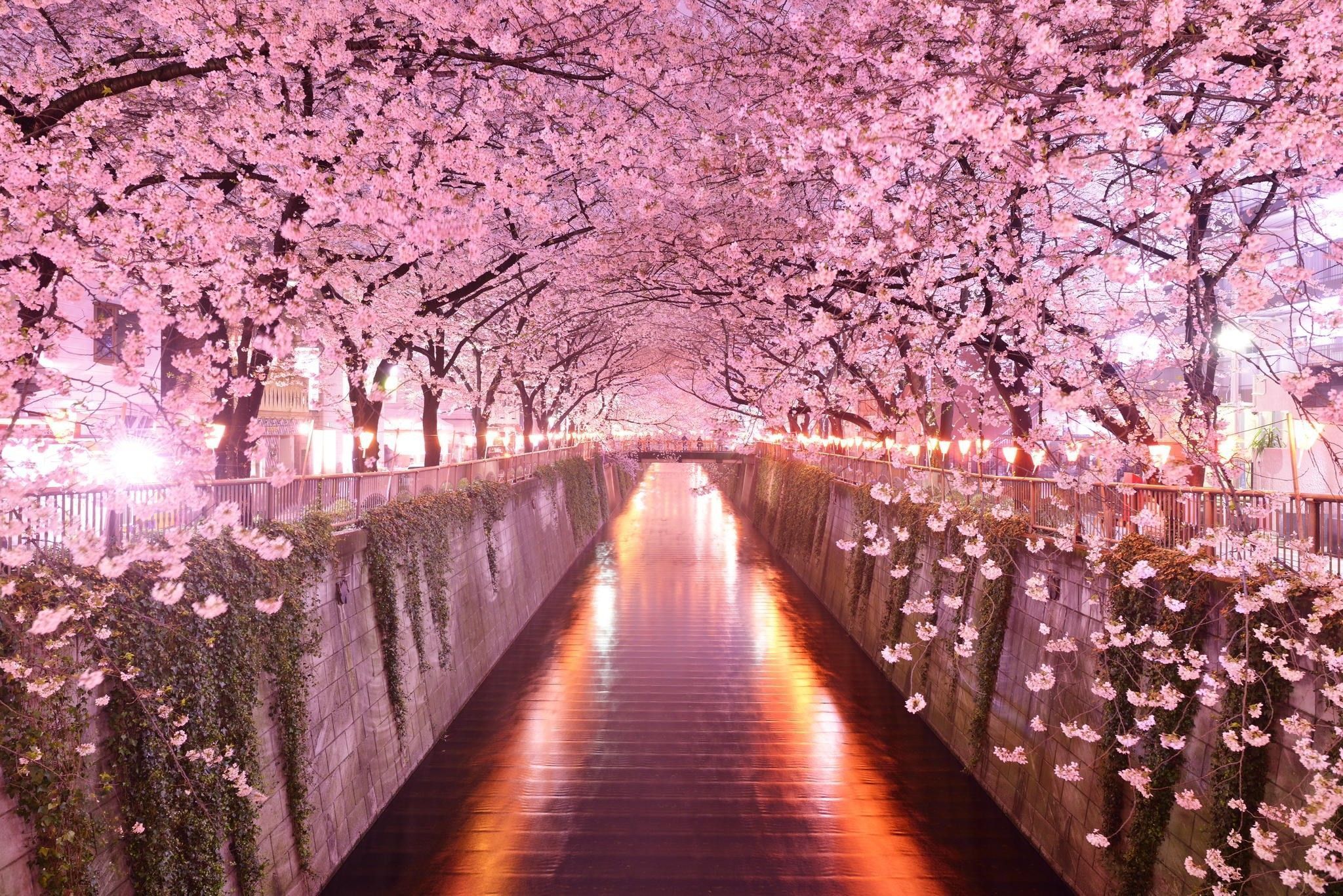 A path under cherry blossom trees at night - Cherry blossom