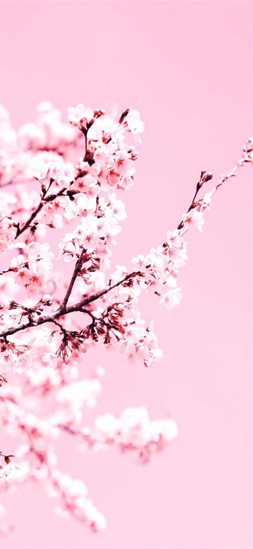 A pink background with white flowers on it - Cherry blossom