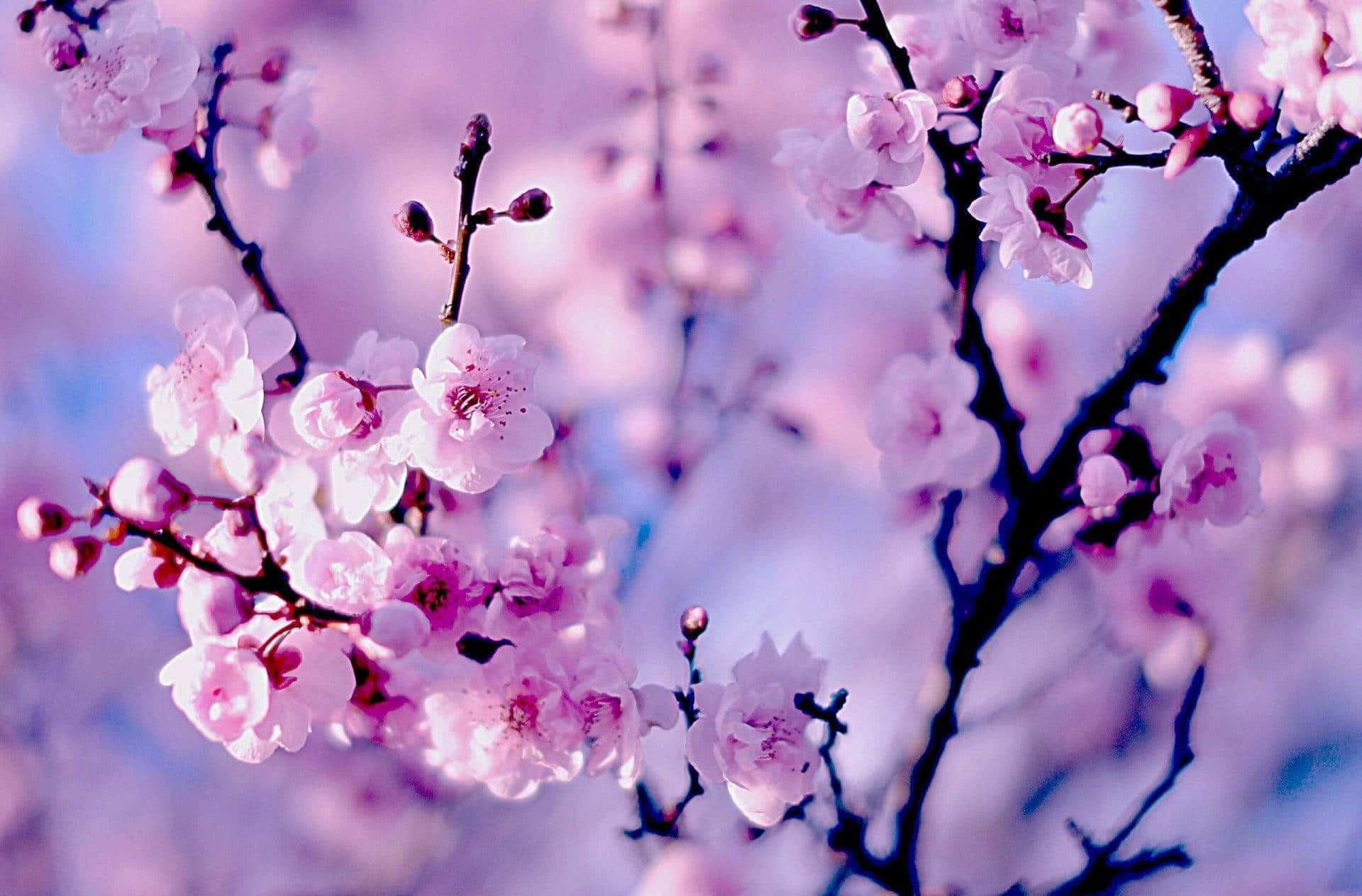 A branch of a cherry tree with pink flowers - Cherry blossom