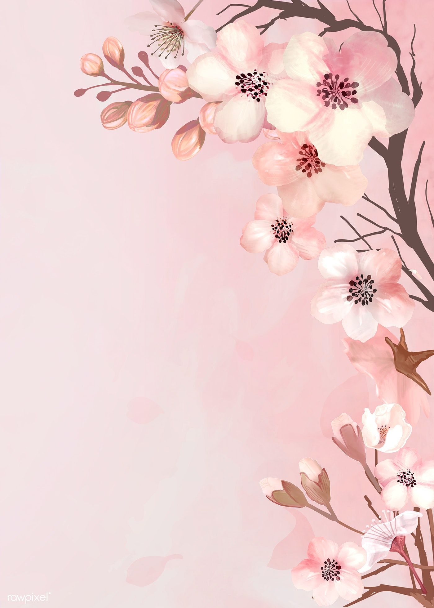 A pink and white flower background - Cherry blossom