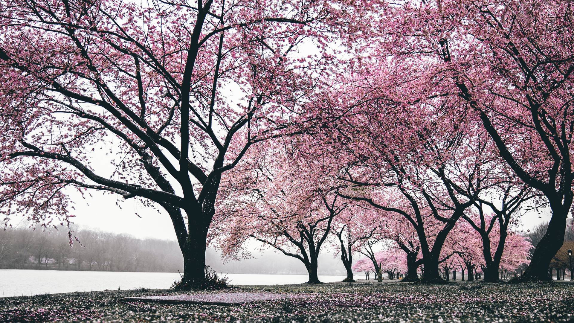 A row of cherry blossom trees in bloom, with pink flowers covering the ground - Cherry blossom, cherry