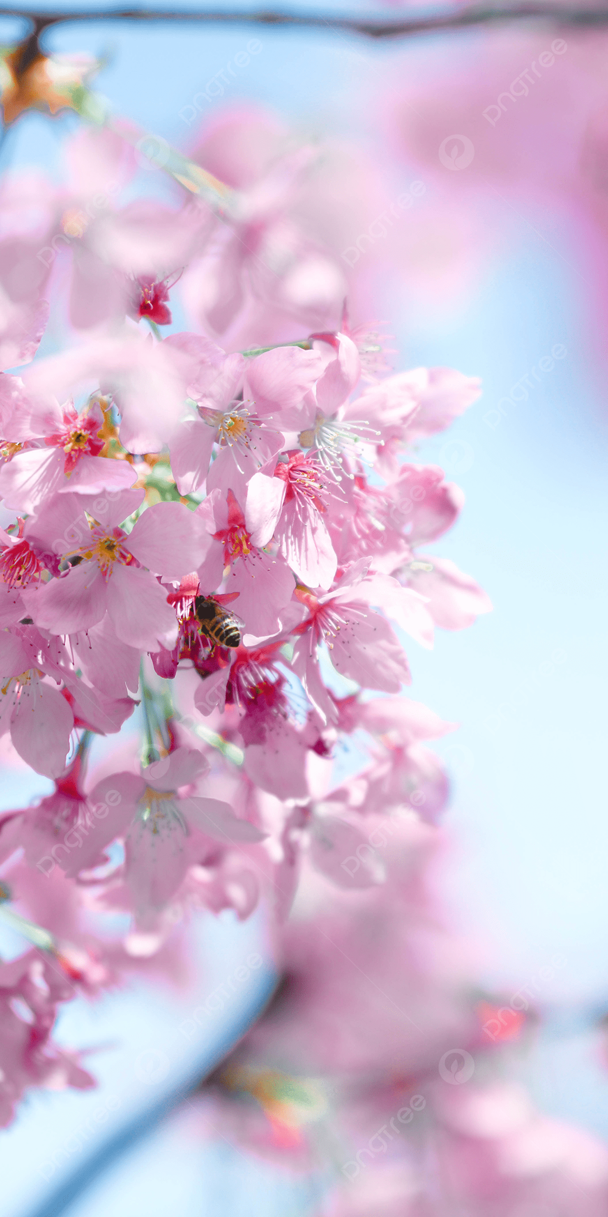 A close up of some pink flowers on tree - Cherry blossom