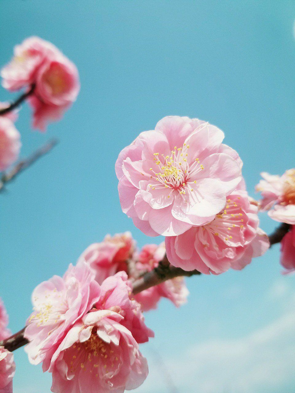 A close up of some pink flowers on the branch - Cherry blossom