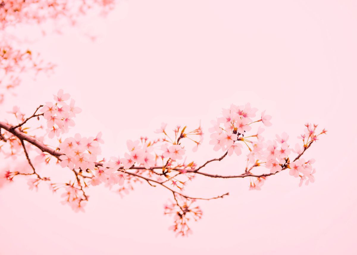 A branch of cherry blossoms against a pink sky - Cherry blossom