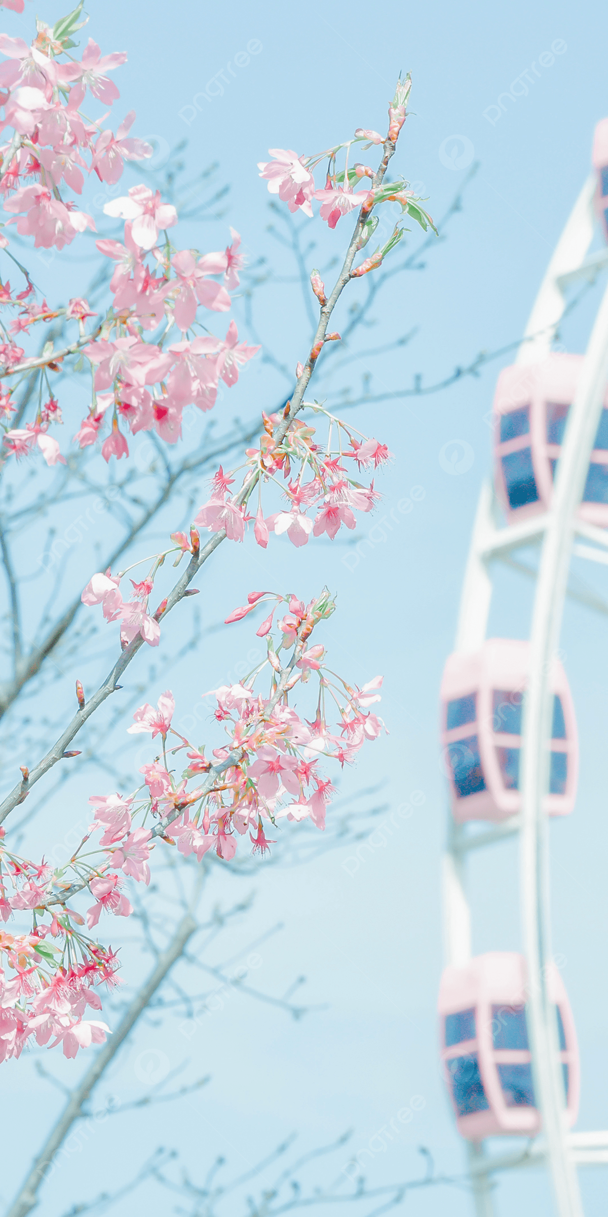 Pink Cherry Blossom Mobile Wallpaper Ferris Wheel Background, Pink Wallpaper, Cherry Blossom Decoration, Cute Background Image for Free Download