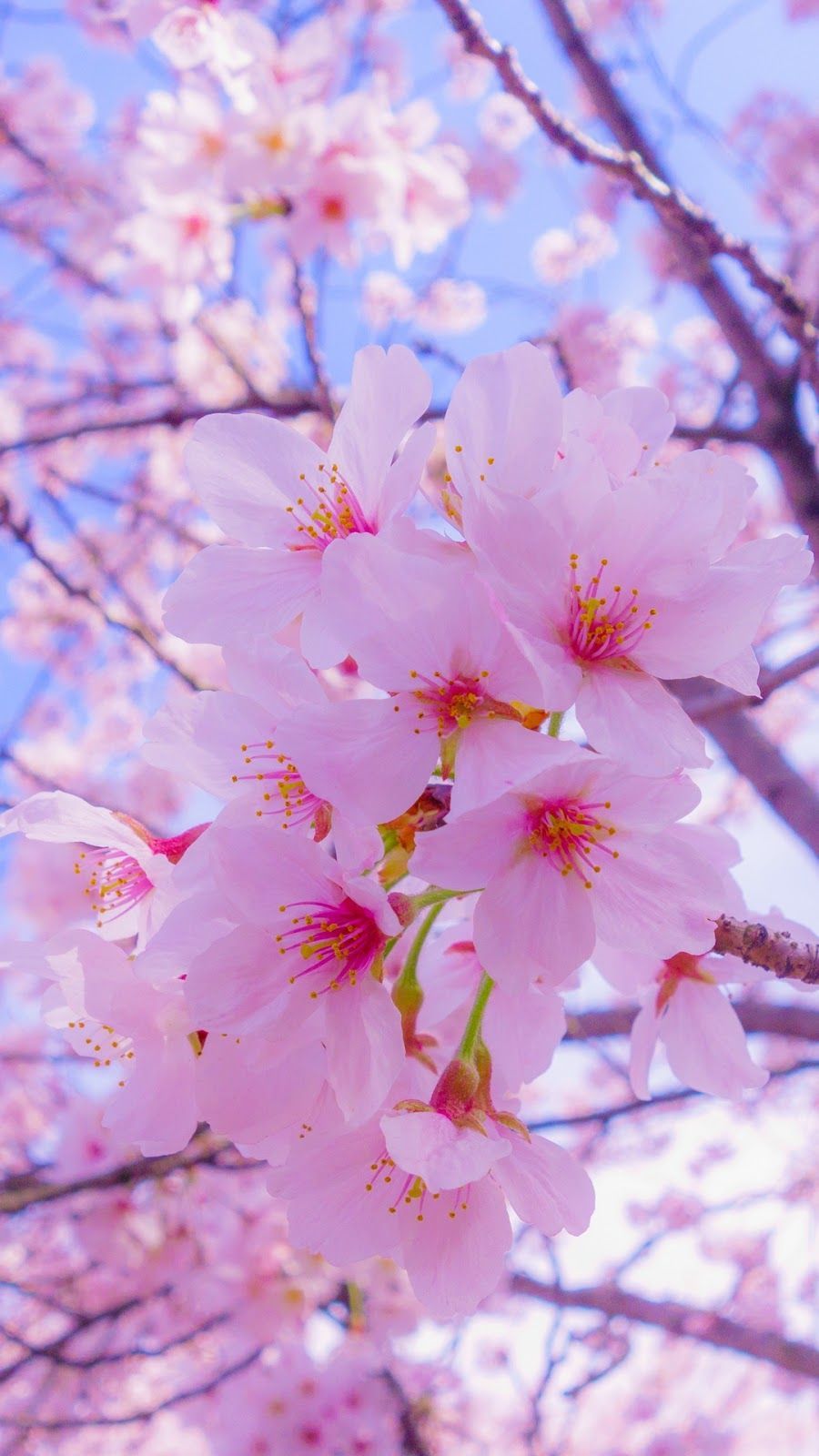 A tree with pink flowers in the sky - Cherry blossom