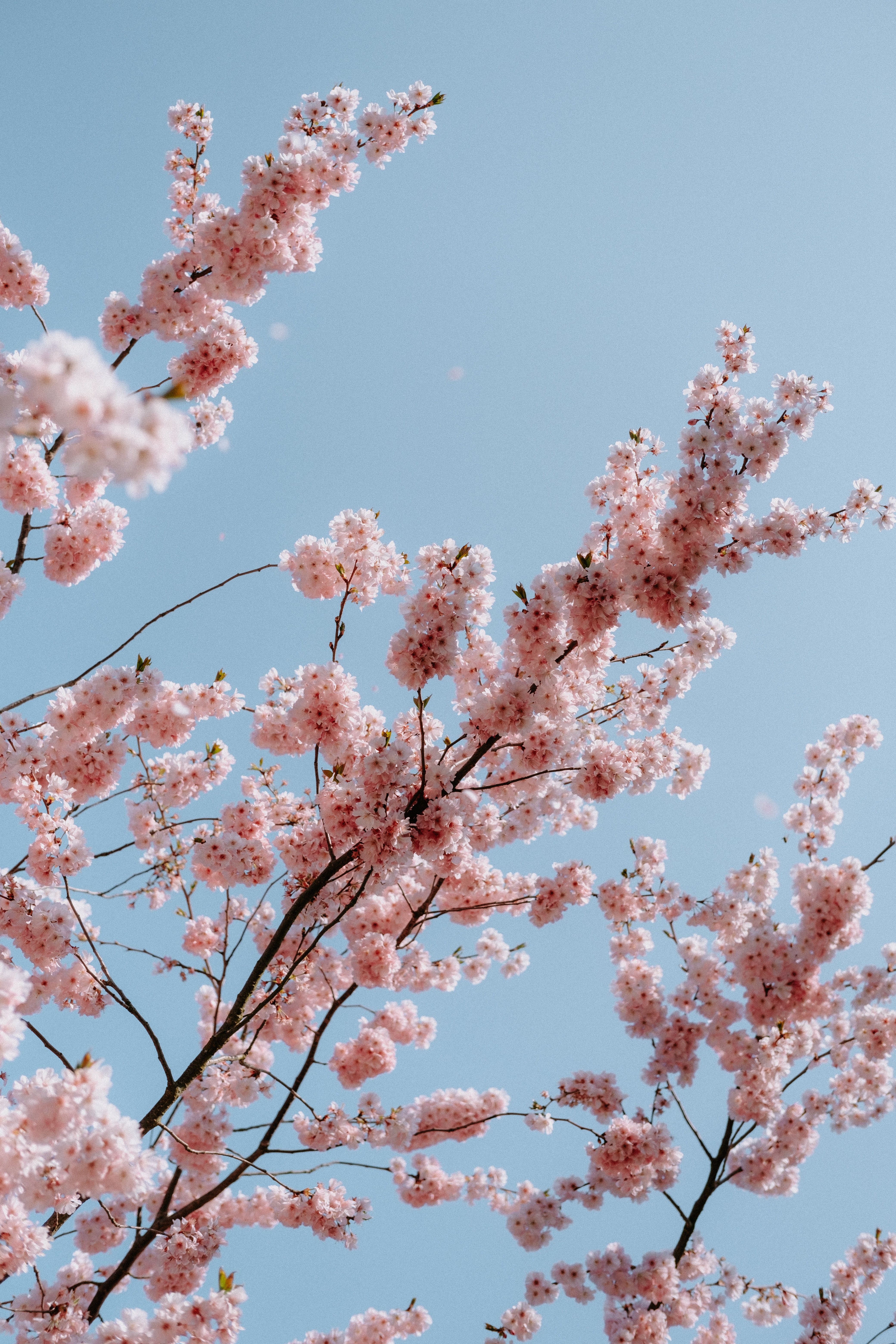 A close up of a tree with pink flowers against a blue sky - Cherry blossom