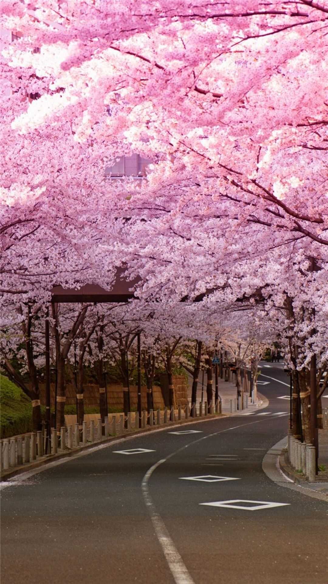 A serene street lined with blooming cherry blossoms. - Cherry blossom
