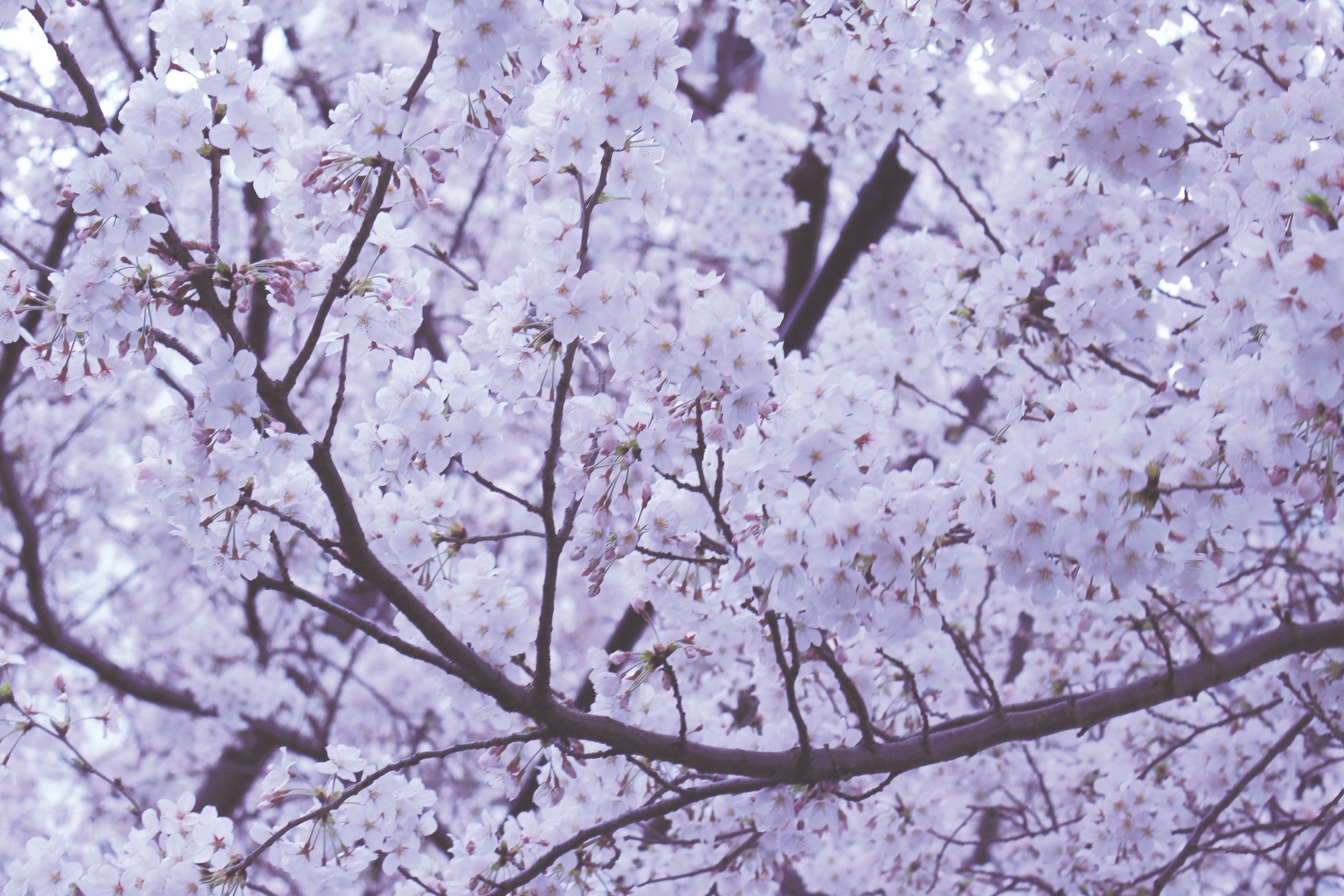 A tree with many white flowers on it - Cherry blossom