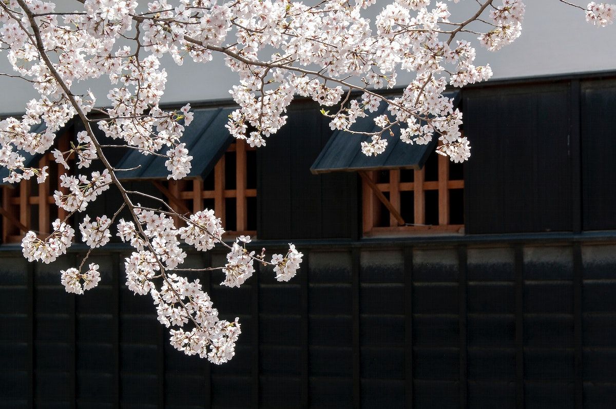 A branch of cherry blossoms in front of a black wall - Cherry blossom