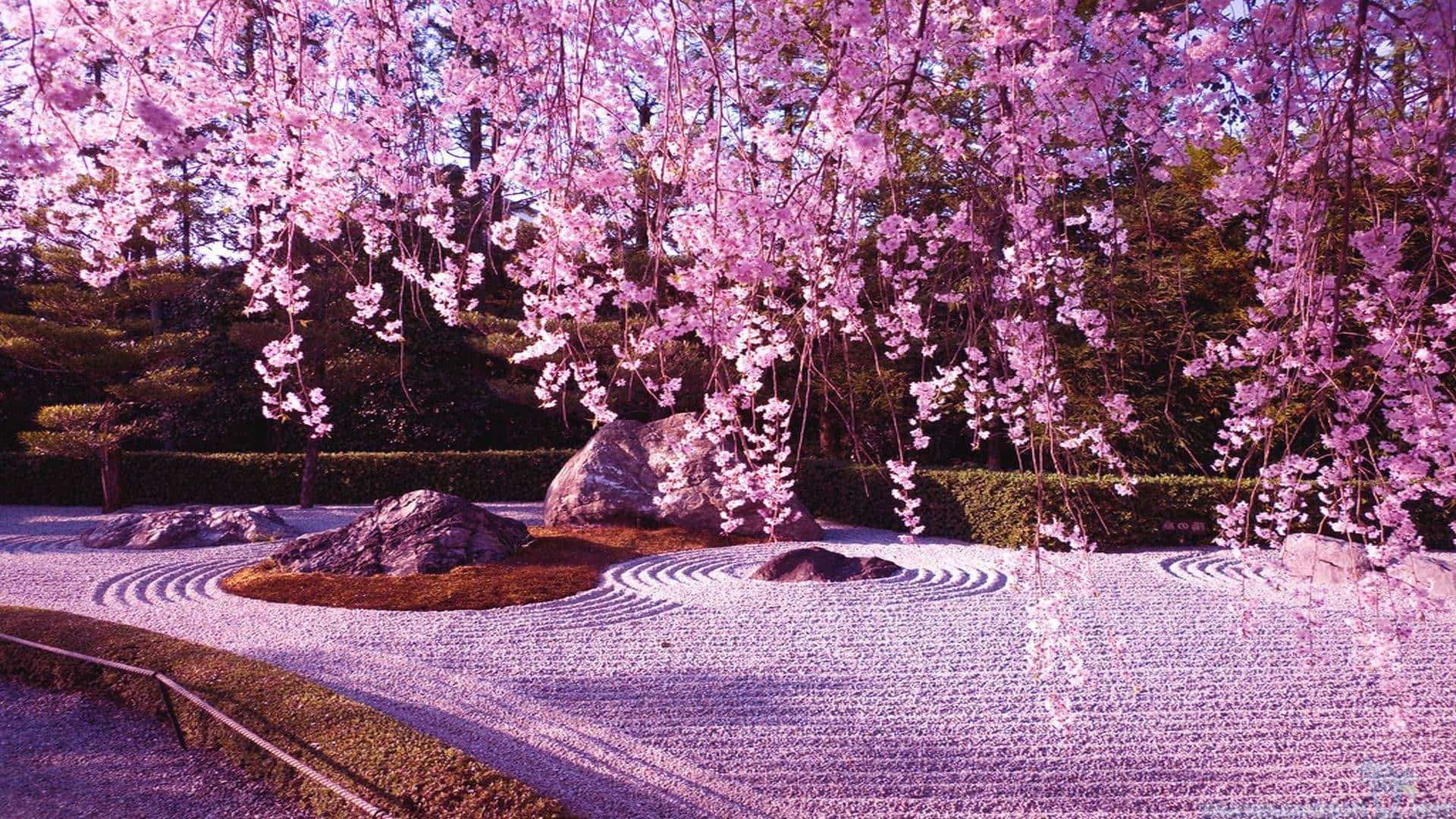 A garden with pink flowers and rocks - Cherry blossom