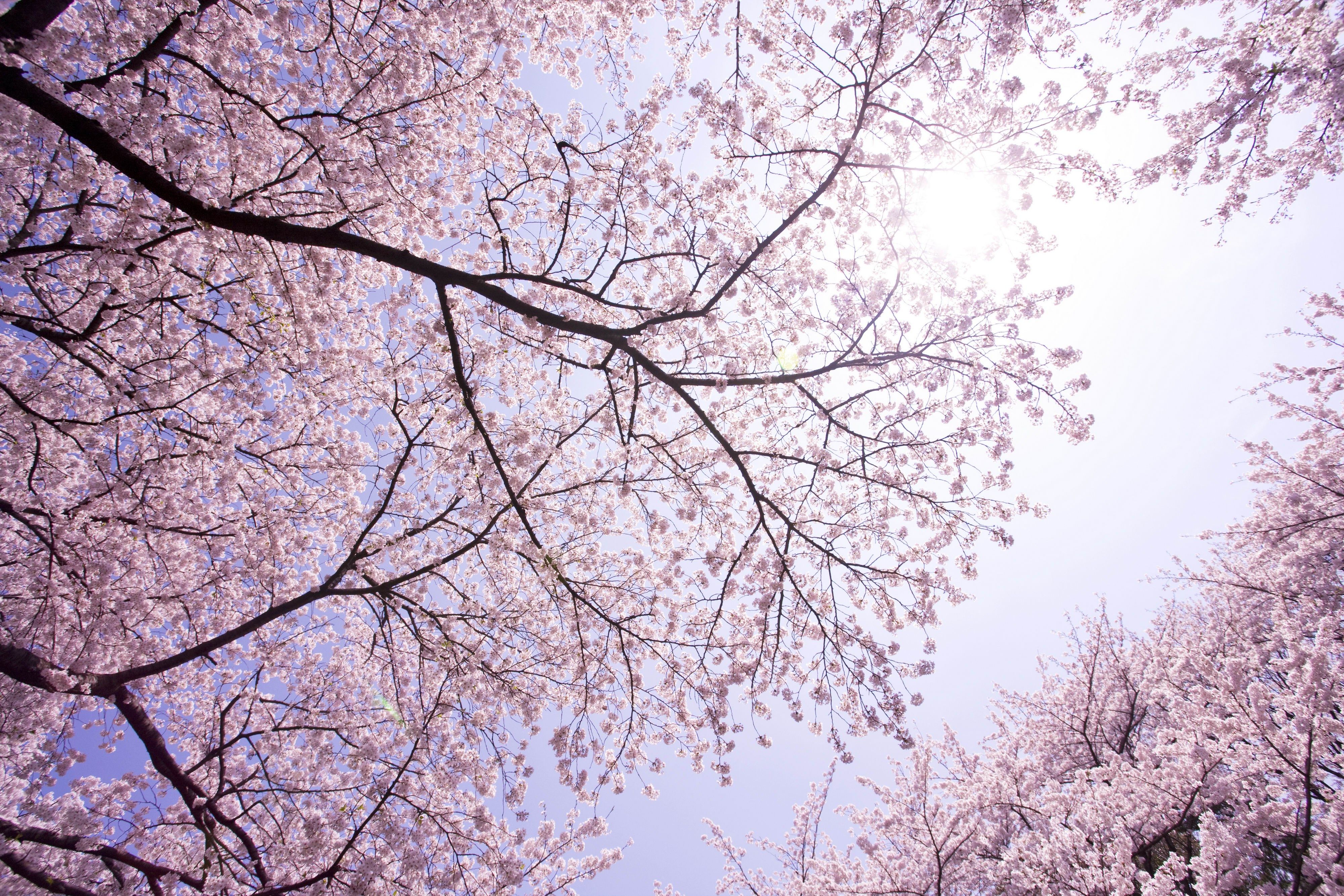 A beautiful cherry blossom tree with a bright blue sky in the background. - Cherry blossom