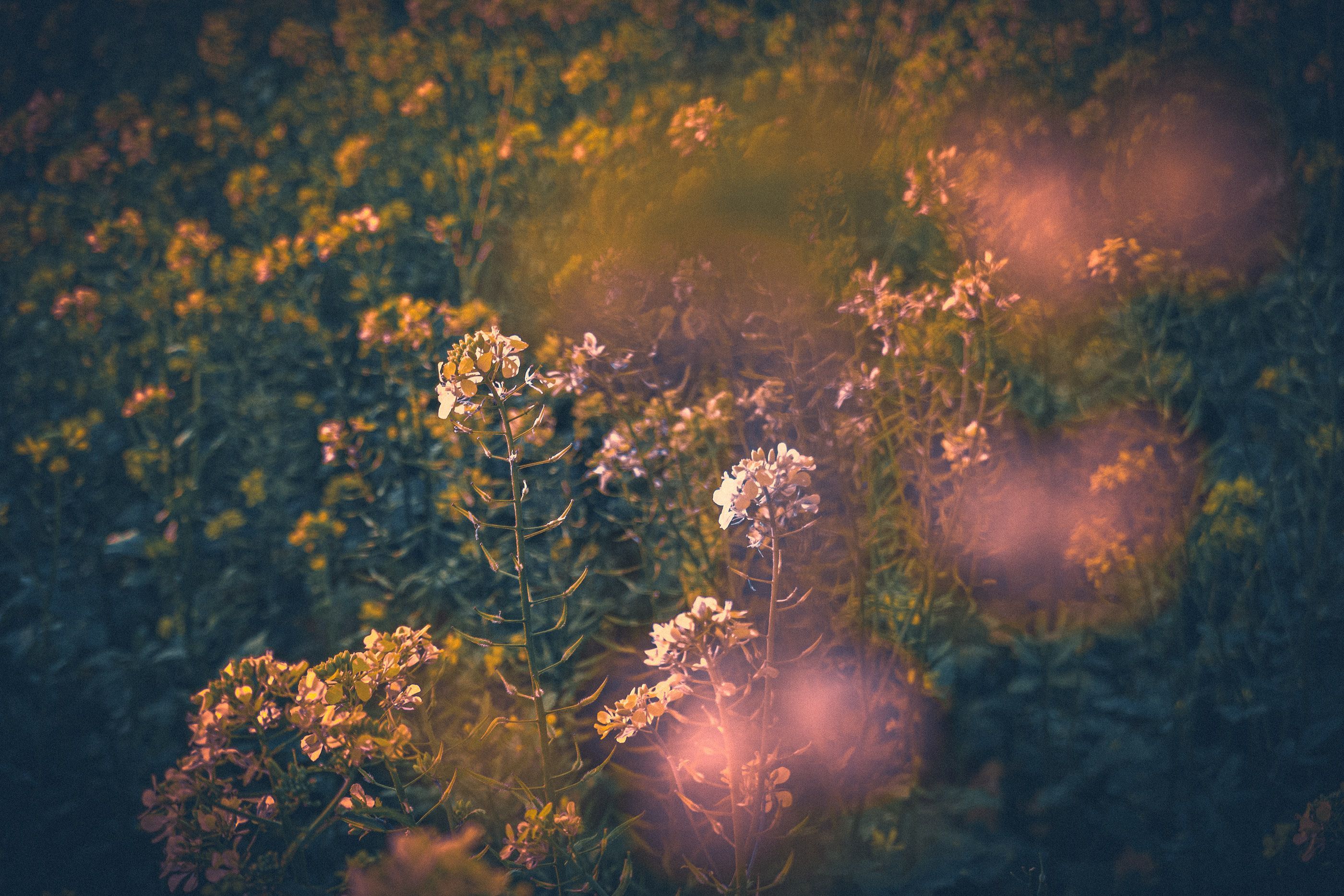 A flower field with some pink flowers in it - Grunge, indie