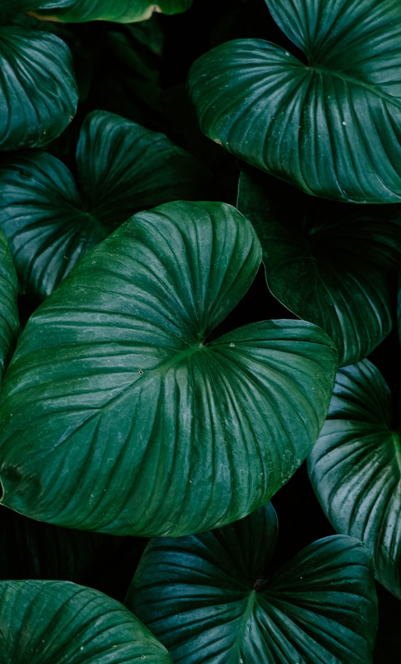 A close up of a green leafy plant - Leaves, bright, plants