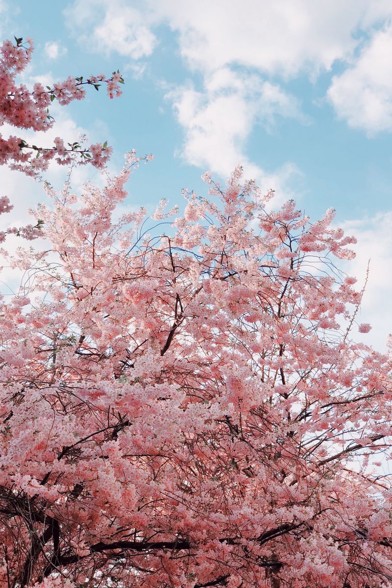 Download Wallpaper 800x1200 Cherry, Bloom, Spring, Flowers, Branches, Sky Iphone 4s 4 For Parallax HD Background