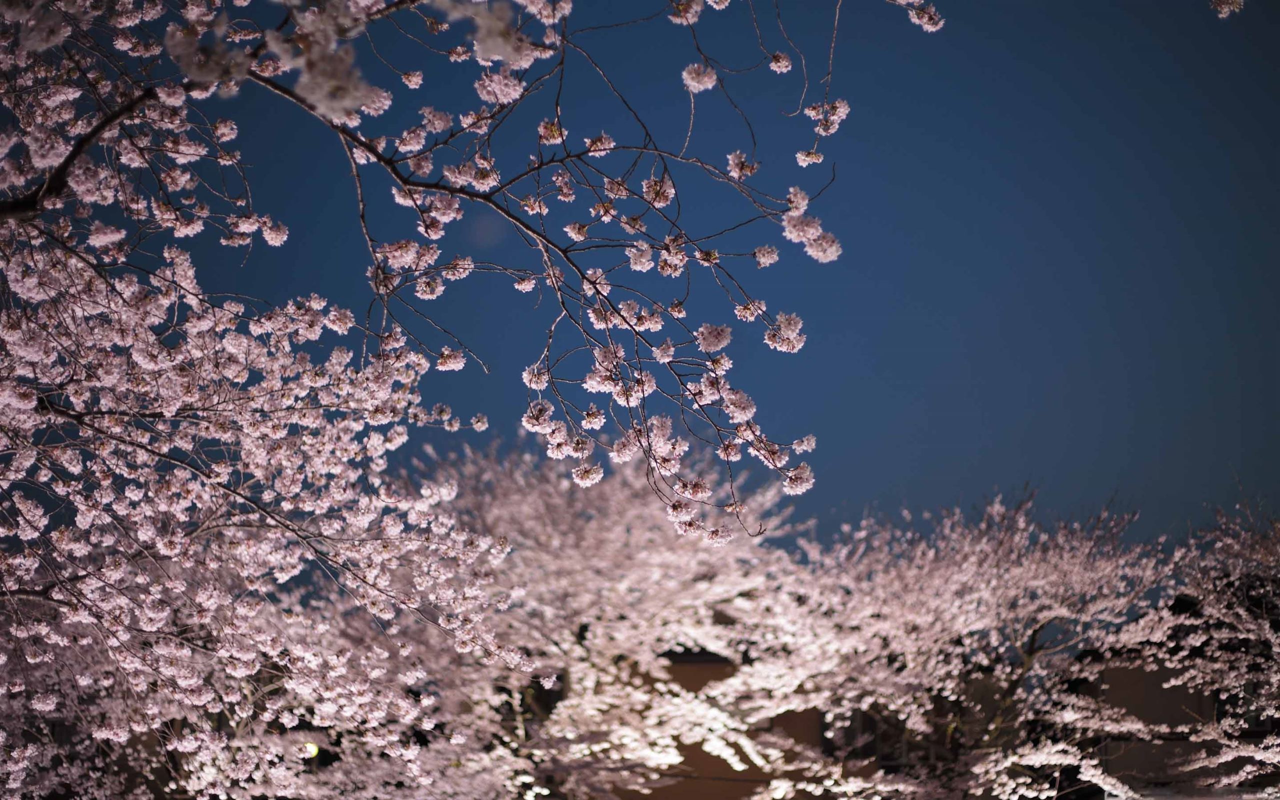 Cherry Blossoms Night MacBook Air Wallpaper Download