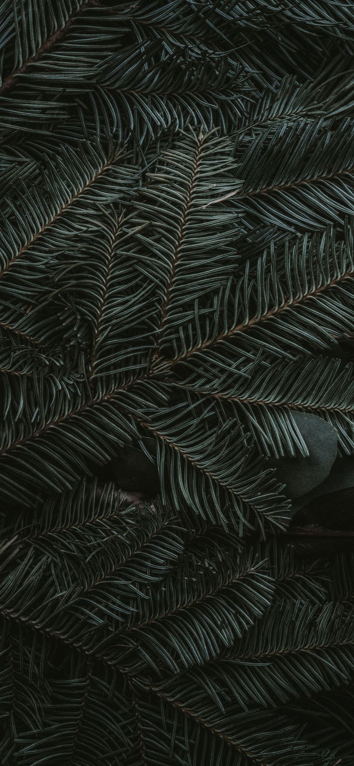 A dark green fern leaf background - Leaves