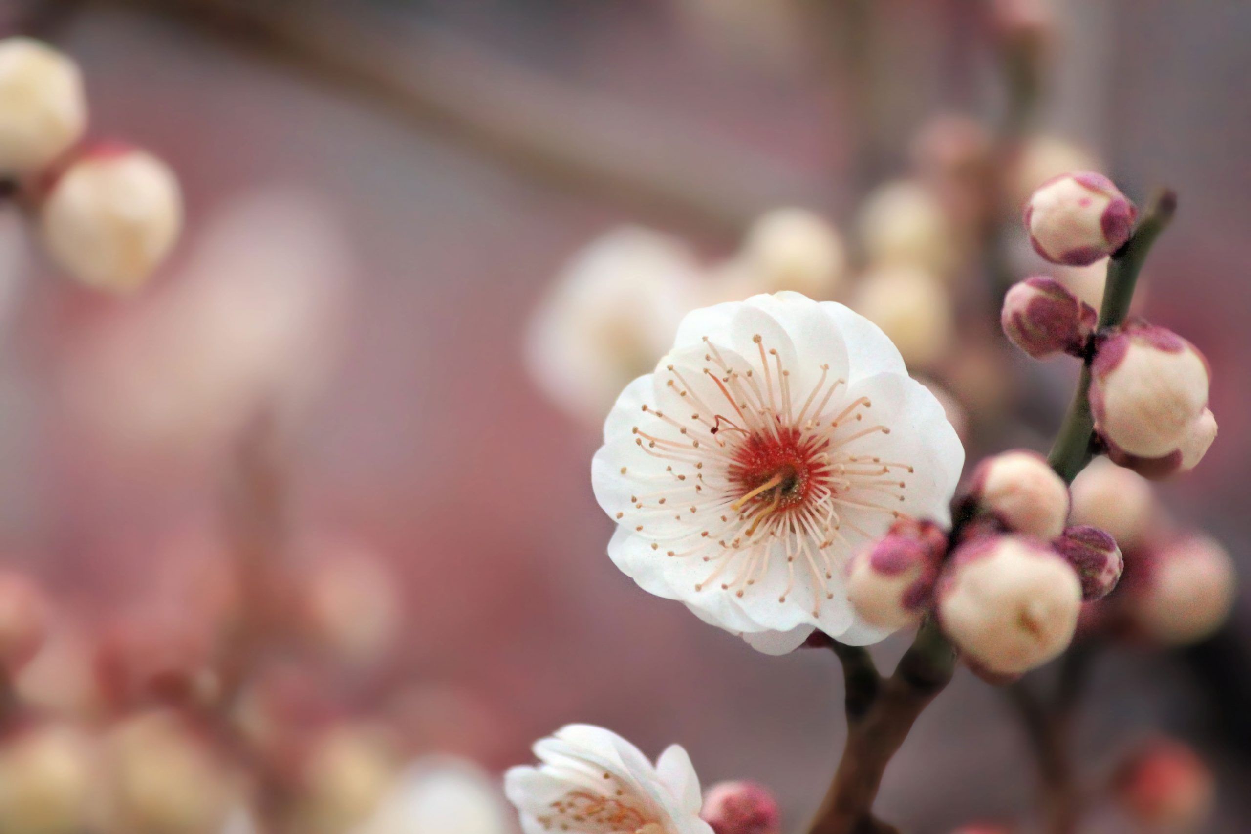 A white plum blossom in full bloom. - Cherry blossom
