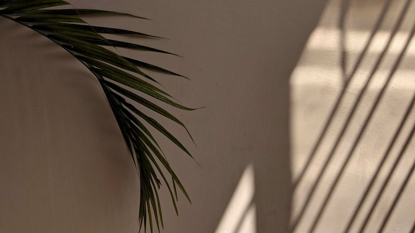 Download wallpaper 1366x768 palm tree, leaves, wall, minimalism, aesthetics tablet, laptop HD background