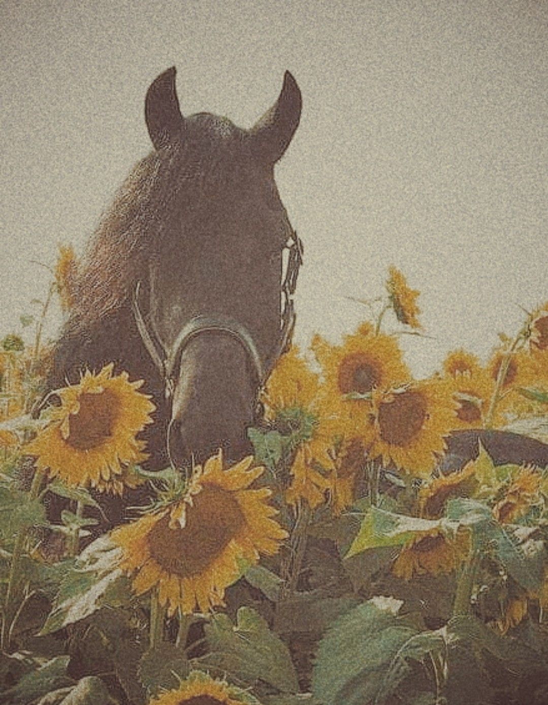 A horse is standing in the middle of sunflowers - Horse