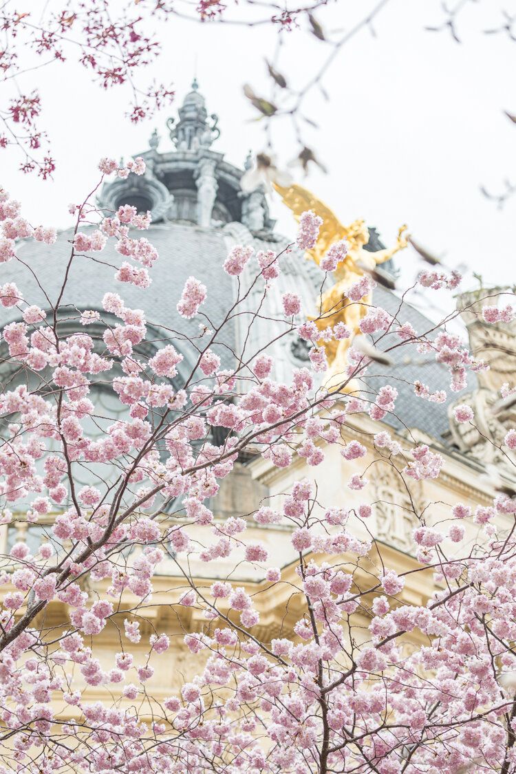 Cherry blossoms in bloom in front of a Parisian building - Cherry blossom