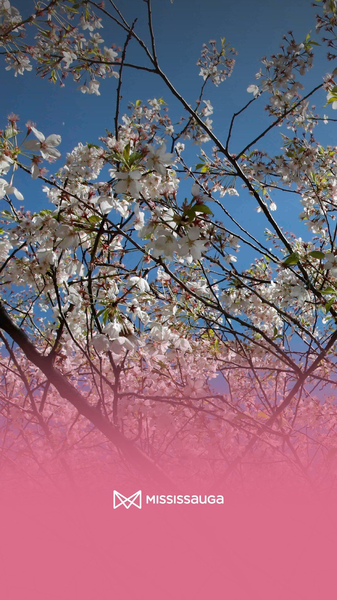 A Mississauga logo is displayed on a photo of cherry blossoms - Cherry blossom