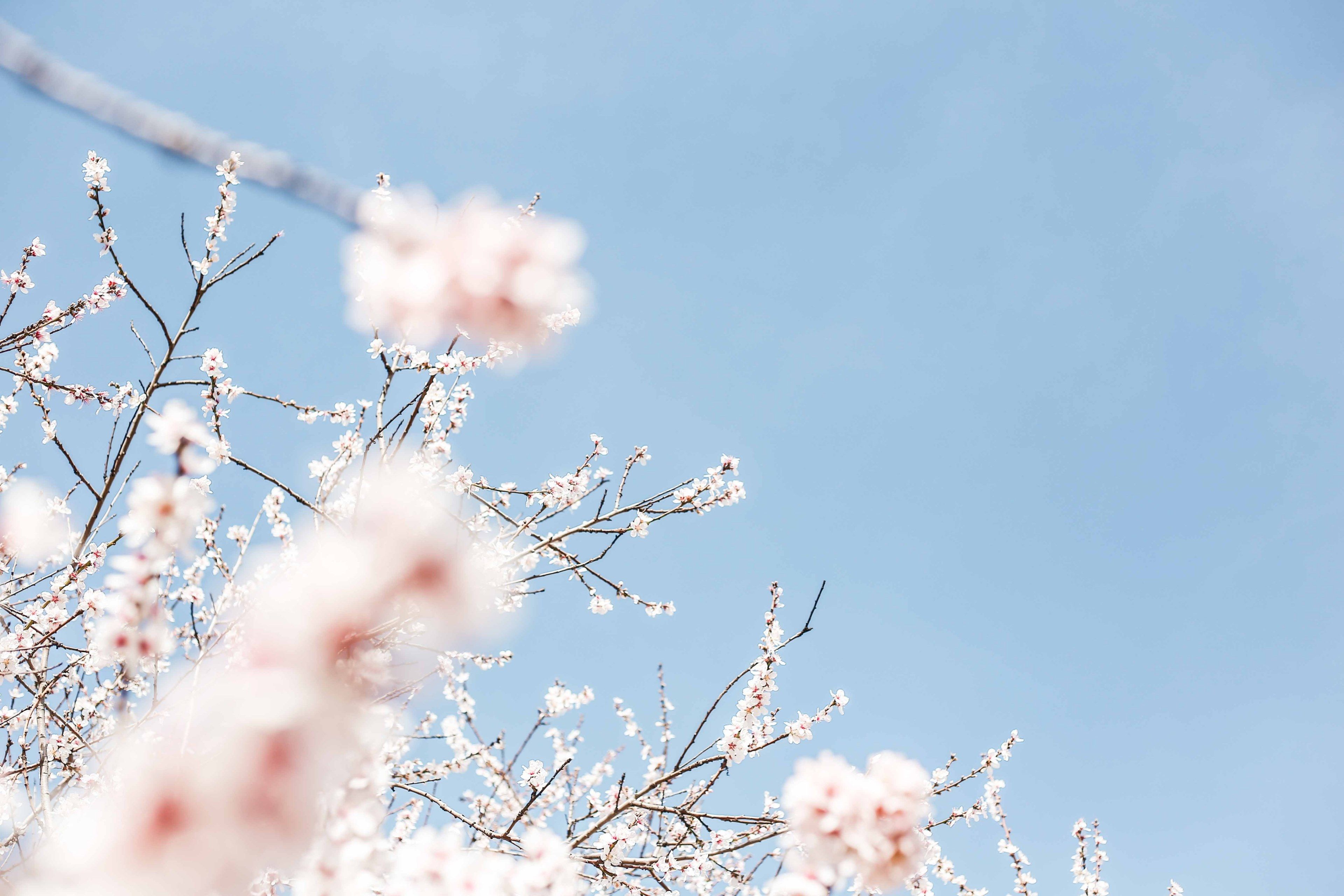 White flowers on a tree branch against a blue sky - Cherry blossom