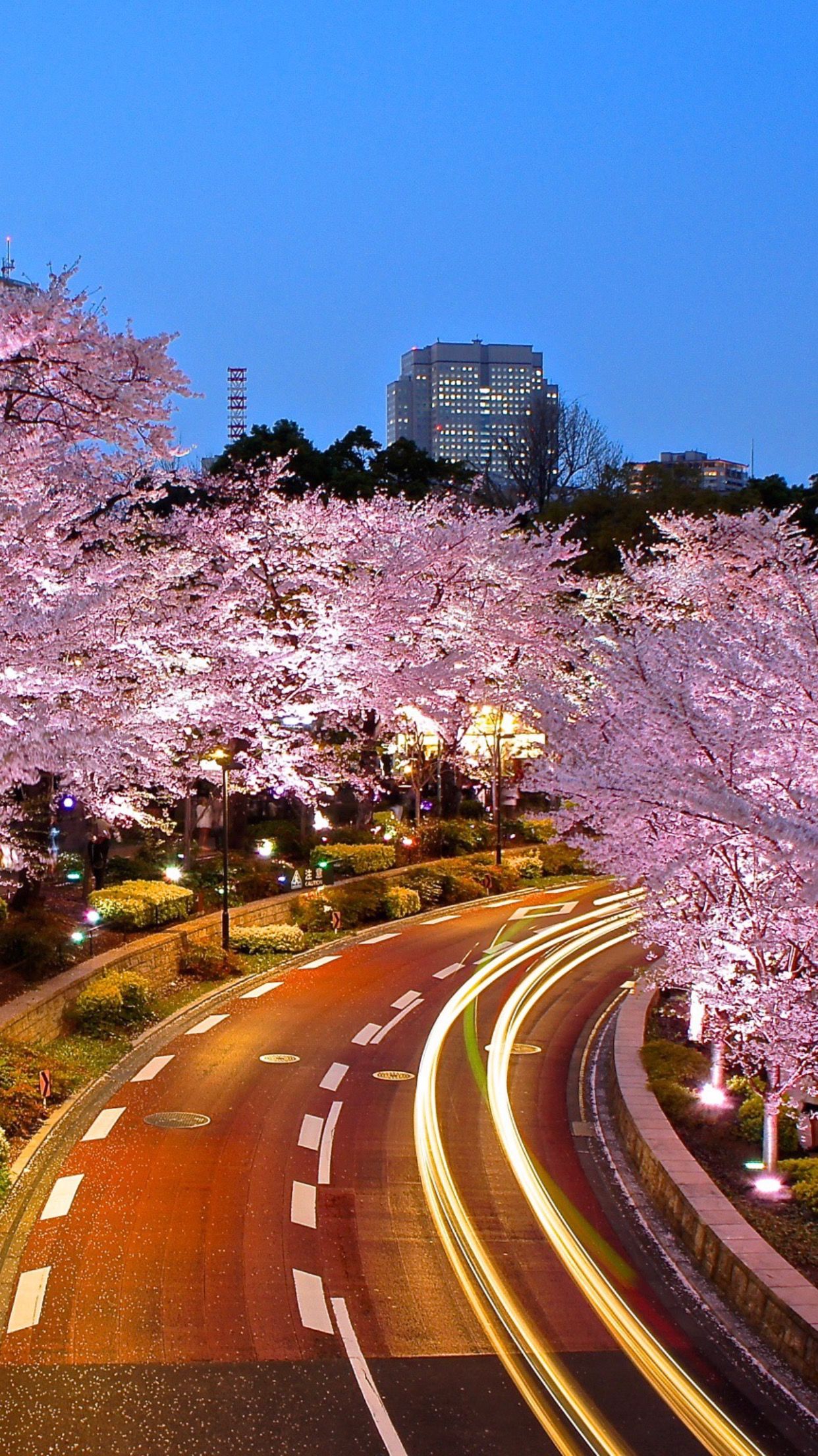 A city street at night with pink cherry blossom trees lining the road. - Cherry blossom