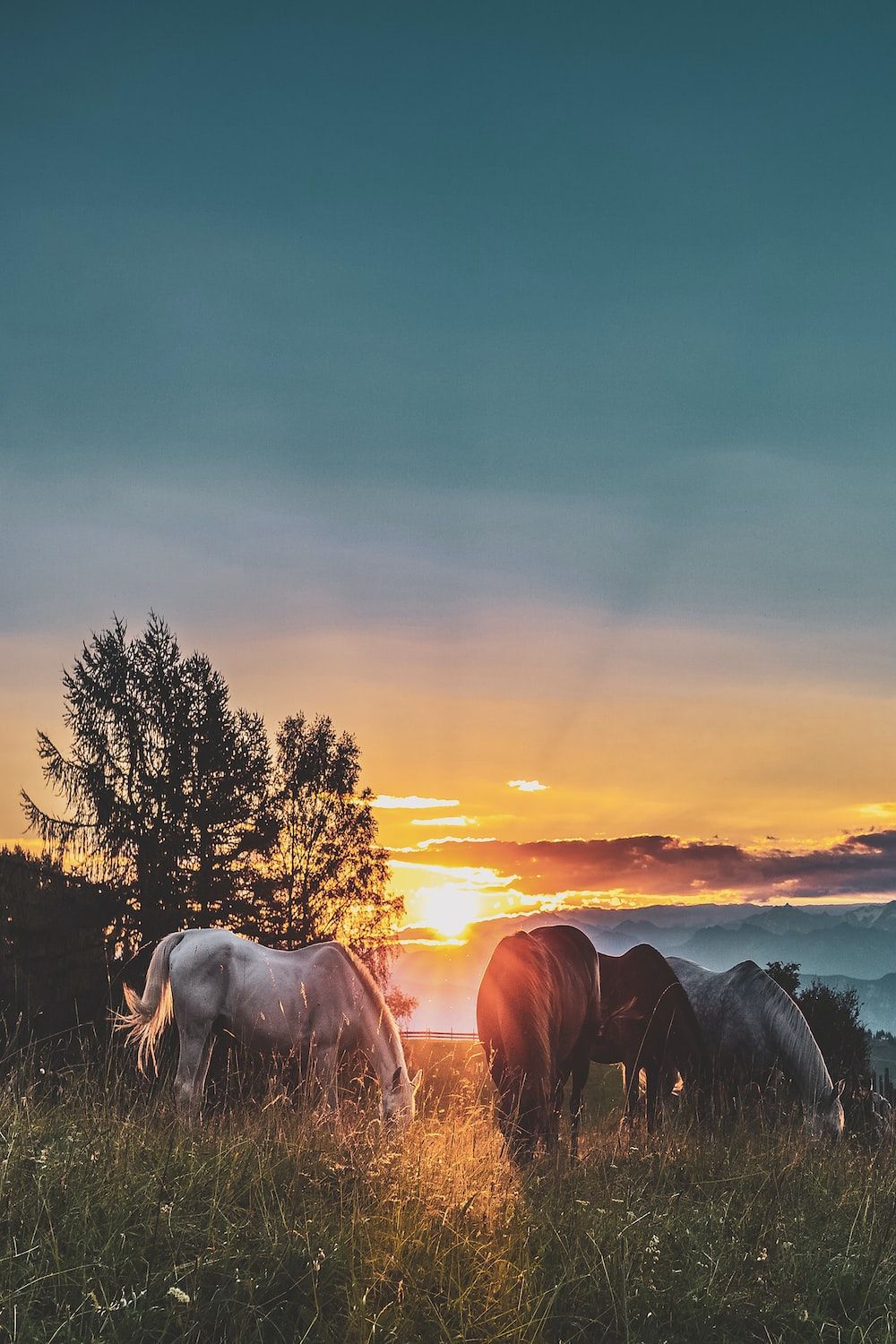 Three horses on the field during golden hour - Horse